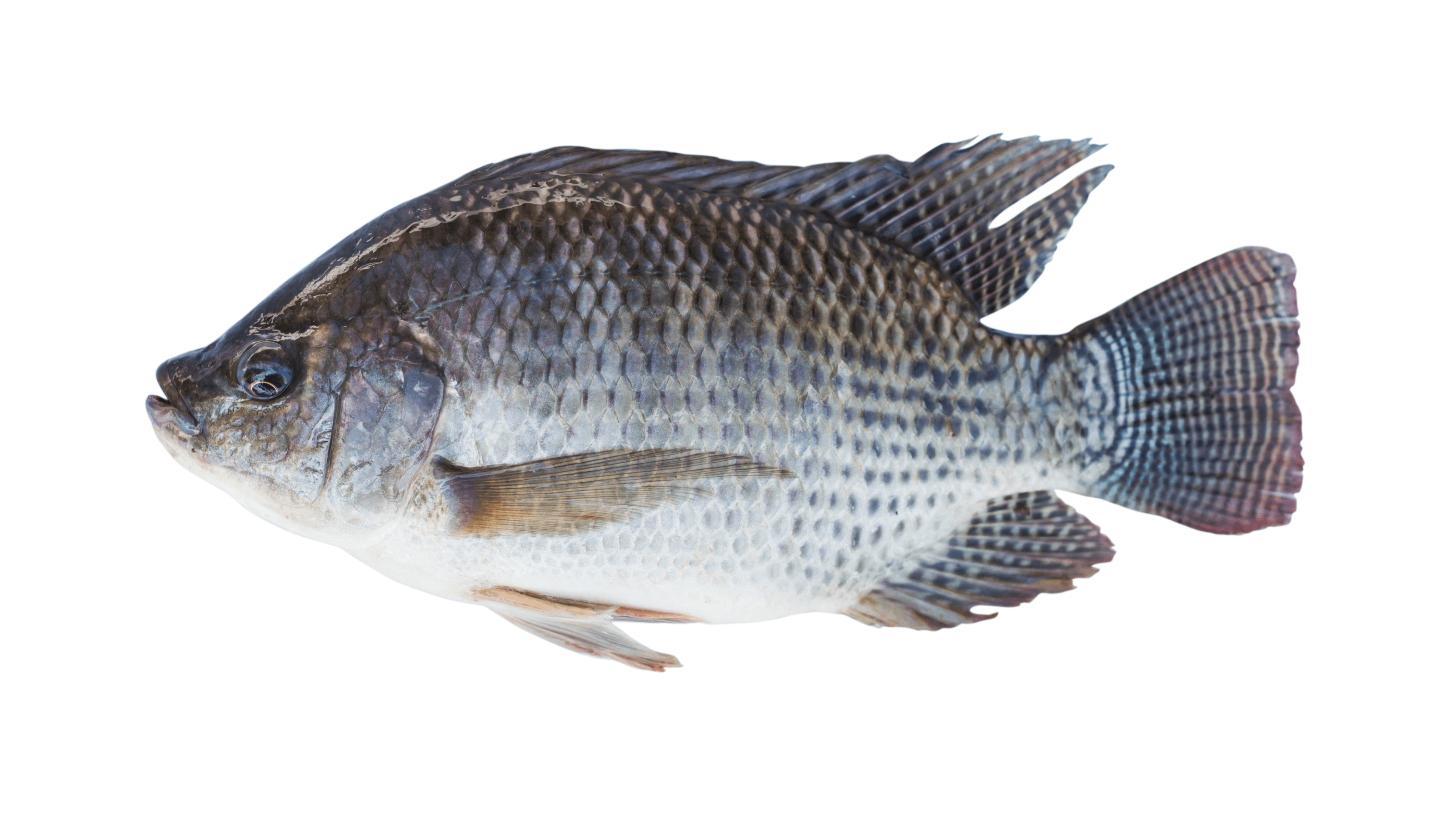 Tilapia & Free Tilapia Transparent Image