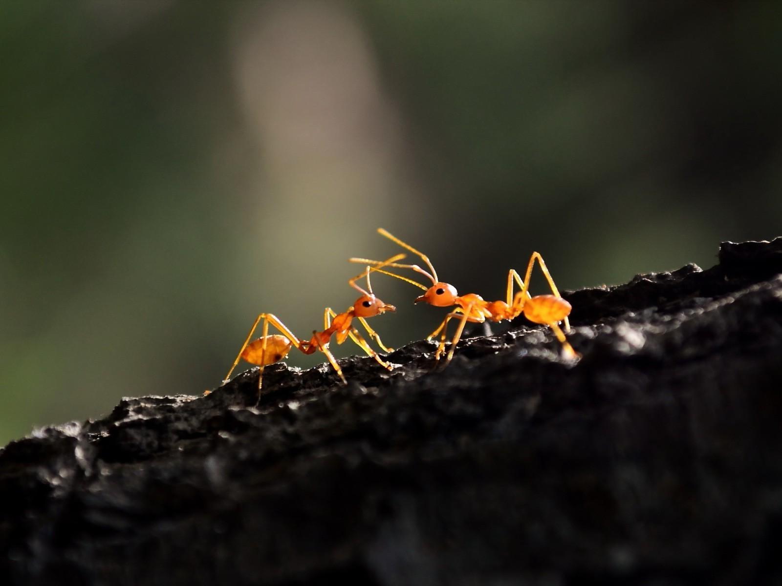 Ant Wallpapers 14