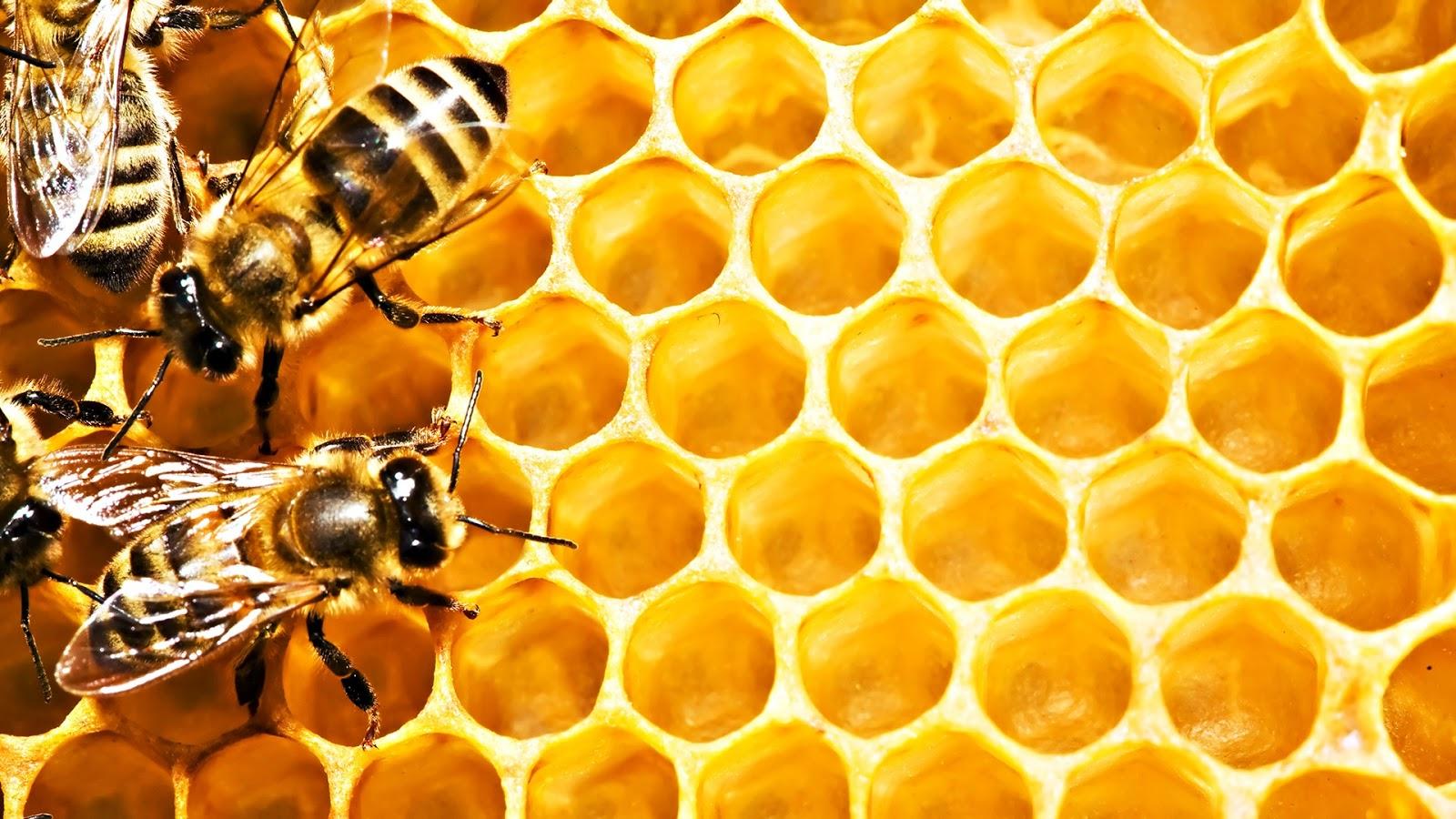 Latest Bee HD Wallpapers Image And Photos Free Download