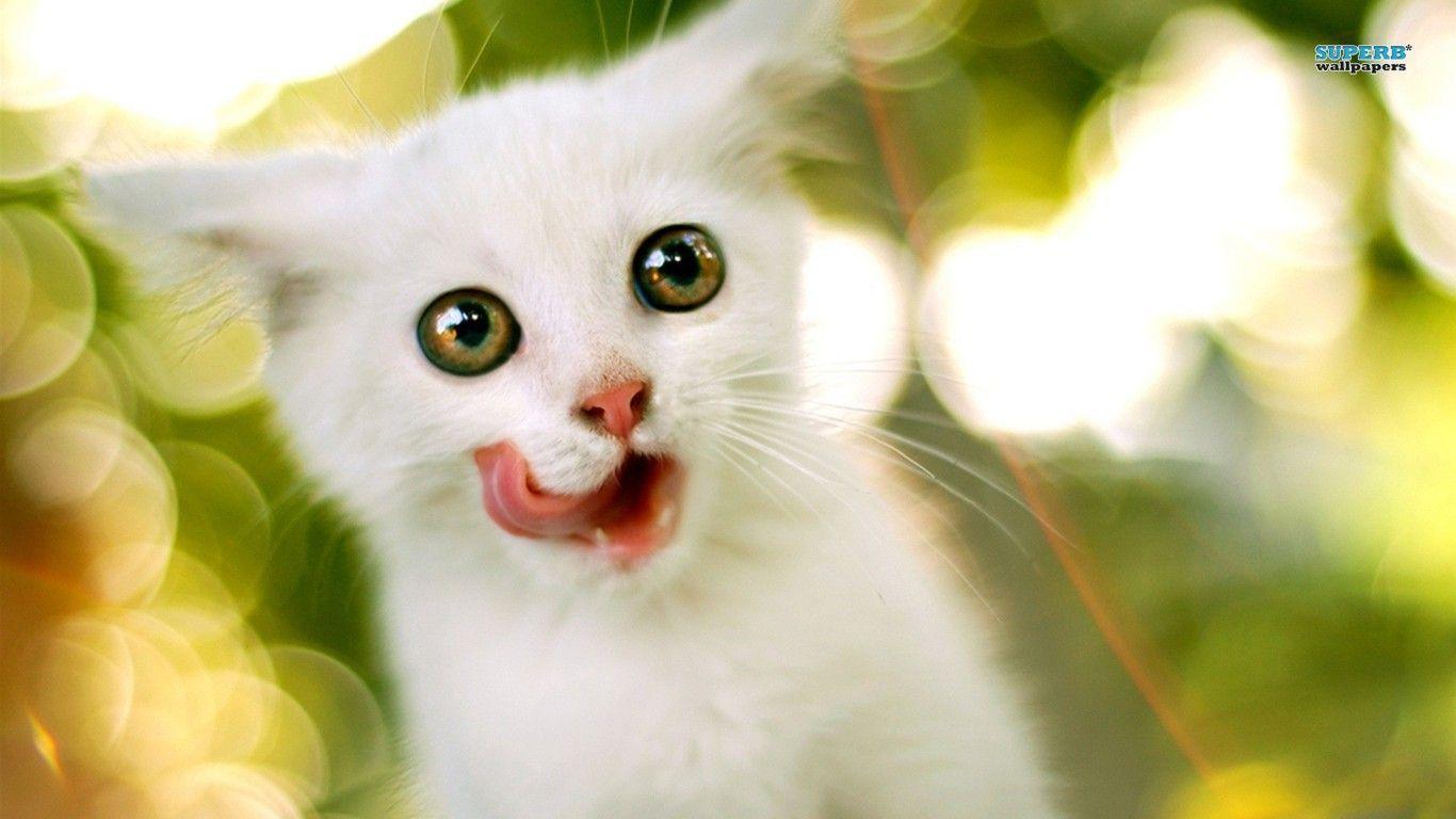 Kitten wallpapers