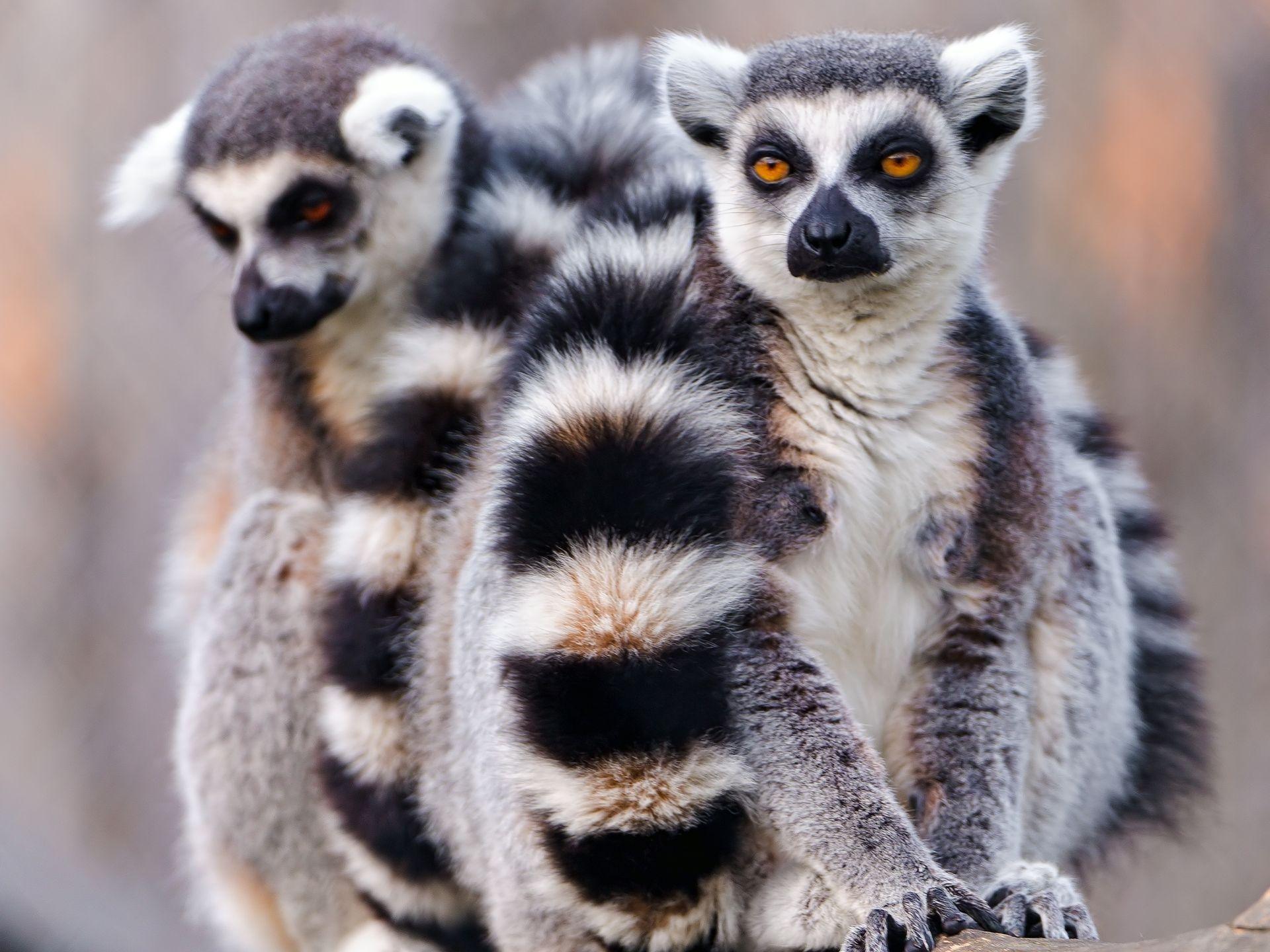 Lemur Full HD Wallpapers and Backgrounds