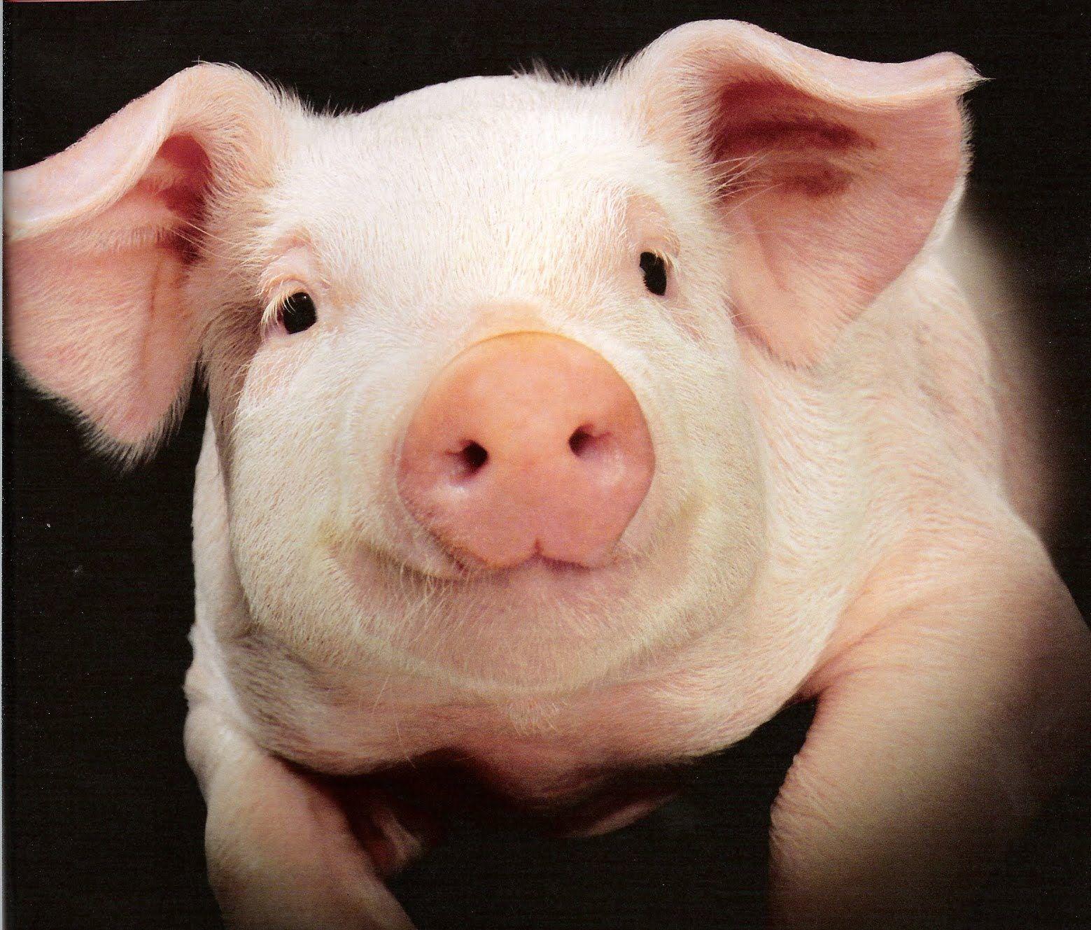 Pig Wallpapers Animal