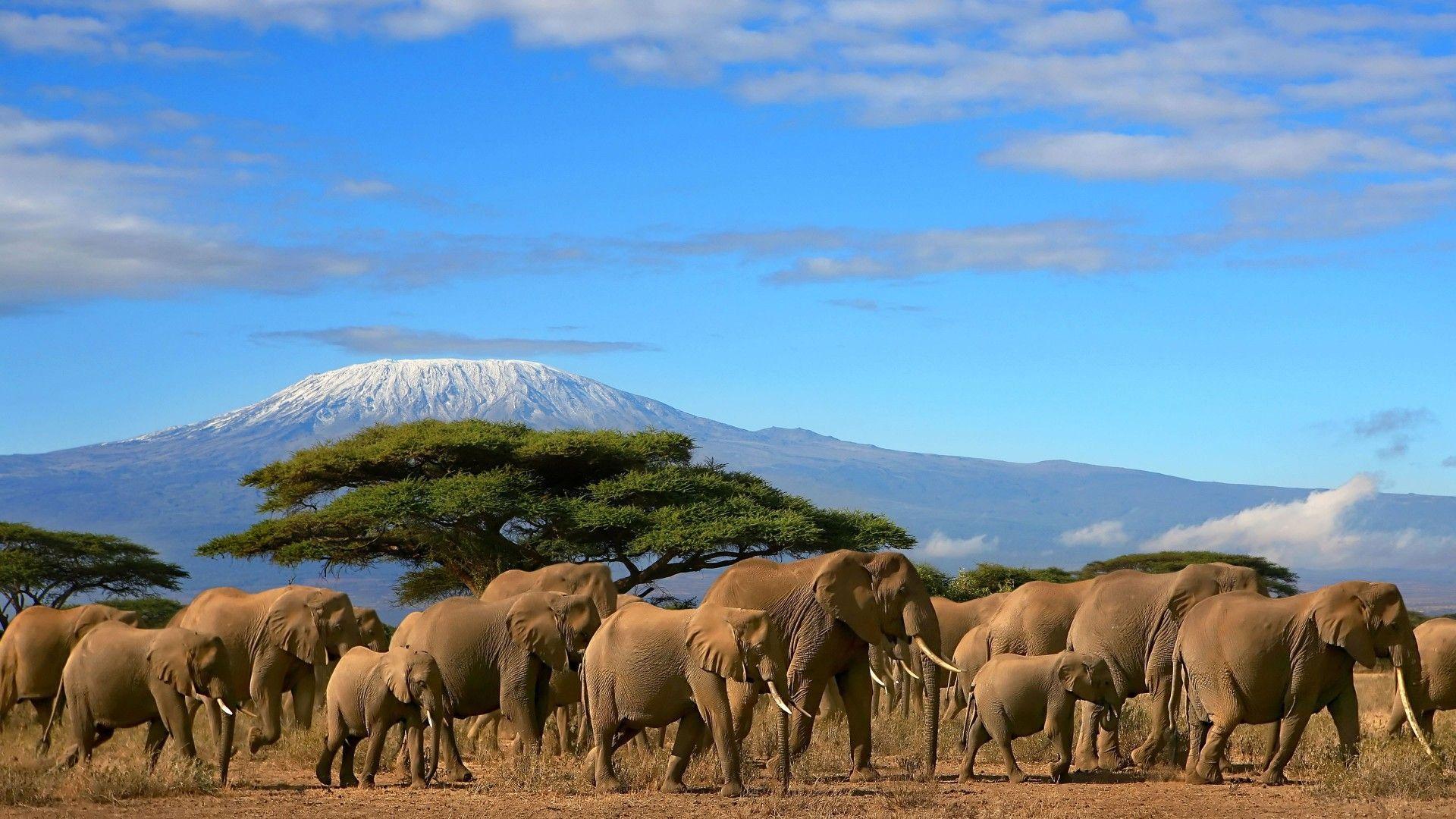 Elephants Herd Tree Mount Kilimanjaro, Kenya Beautiful Wallpapers