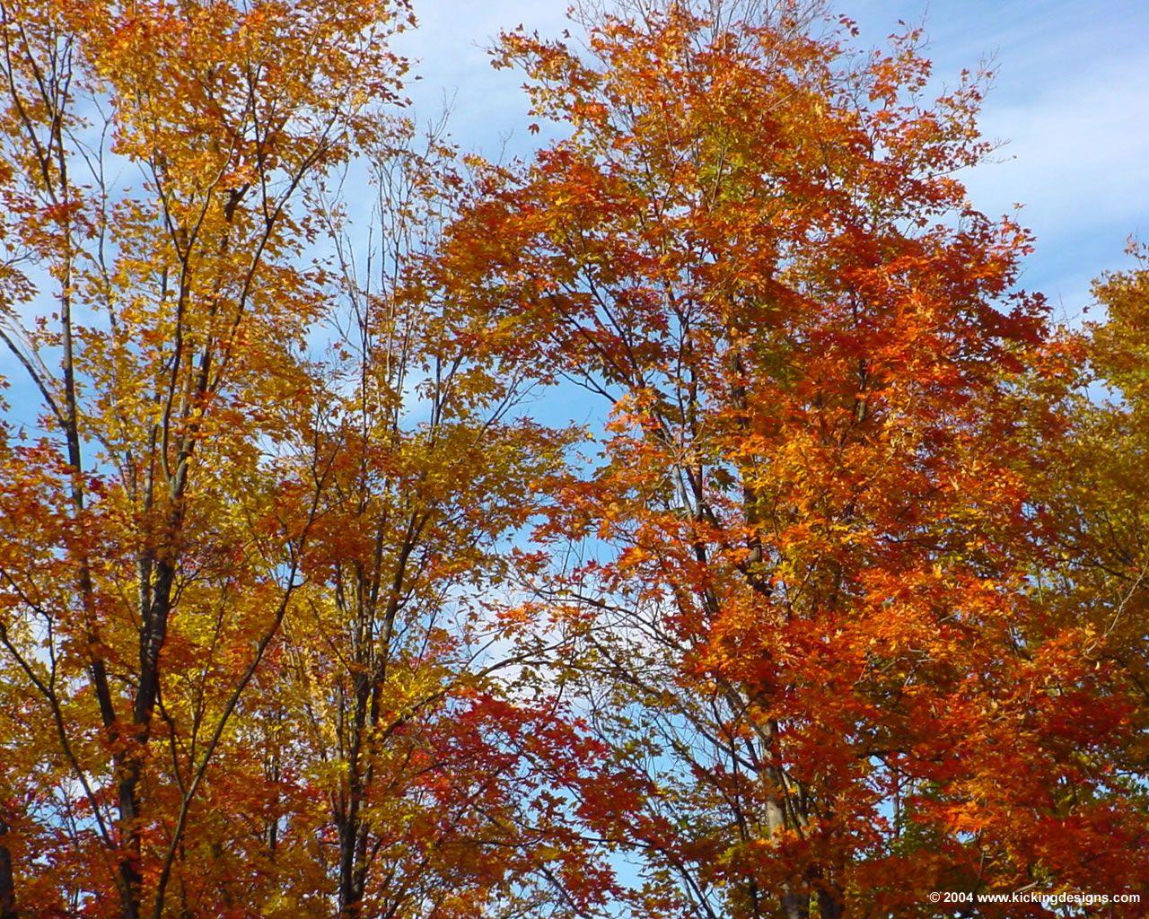 Outdoor / Nature Photographs