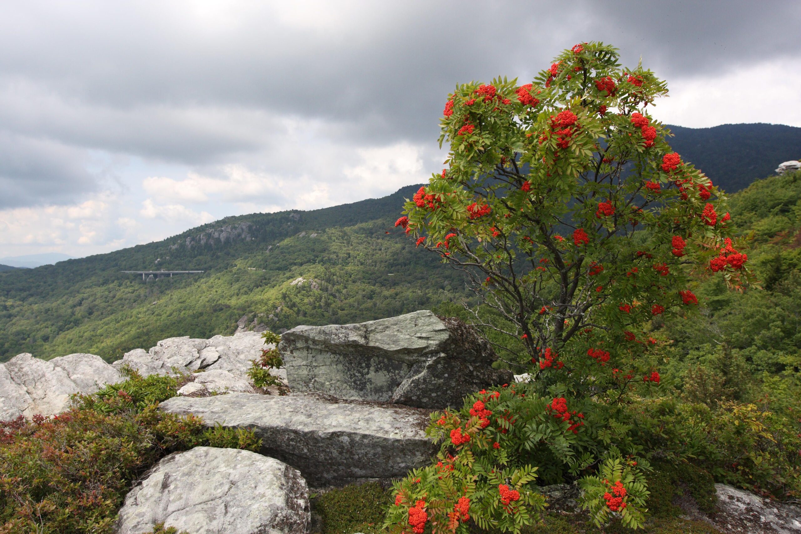 Photo Red Azaleas on the Blue Ridge Parkway