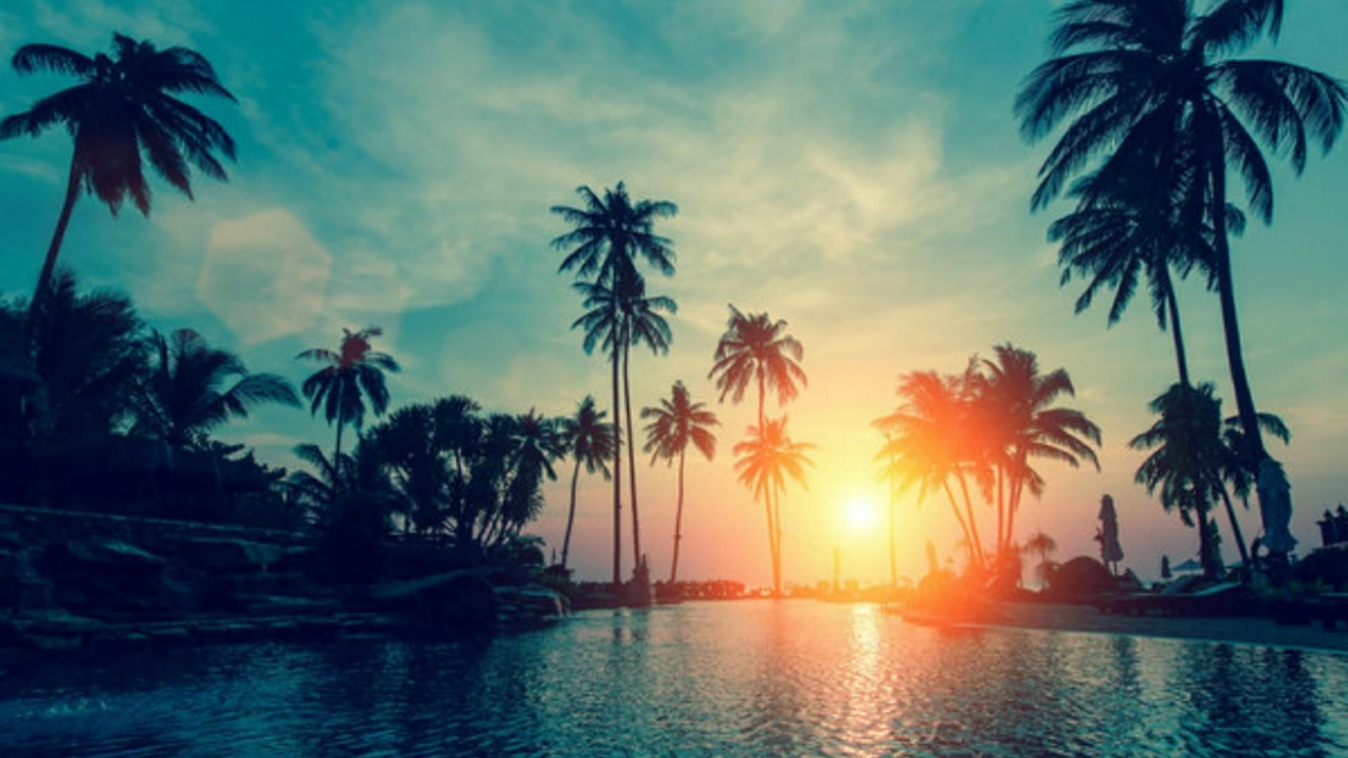 60+ Palm Tree Wallpapers