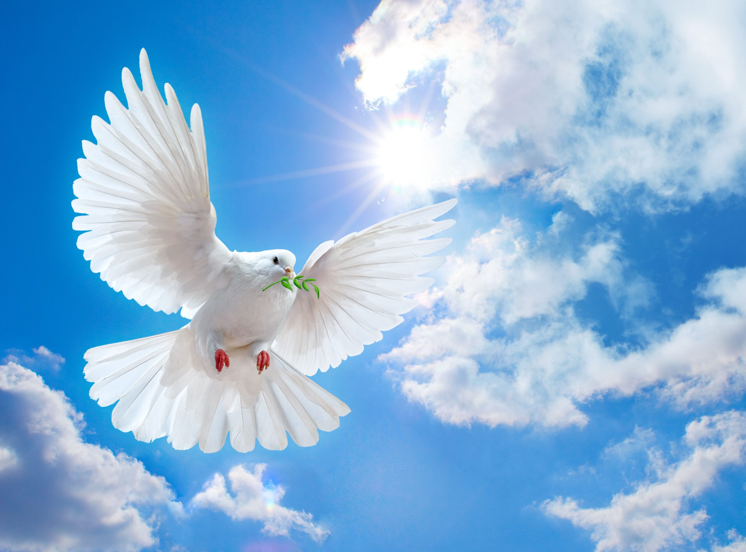 Peace Dove Wallpapers 3