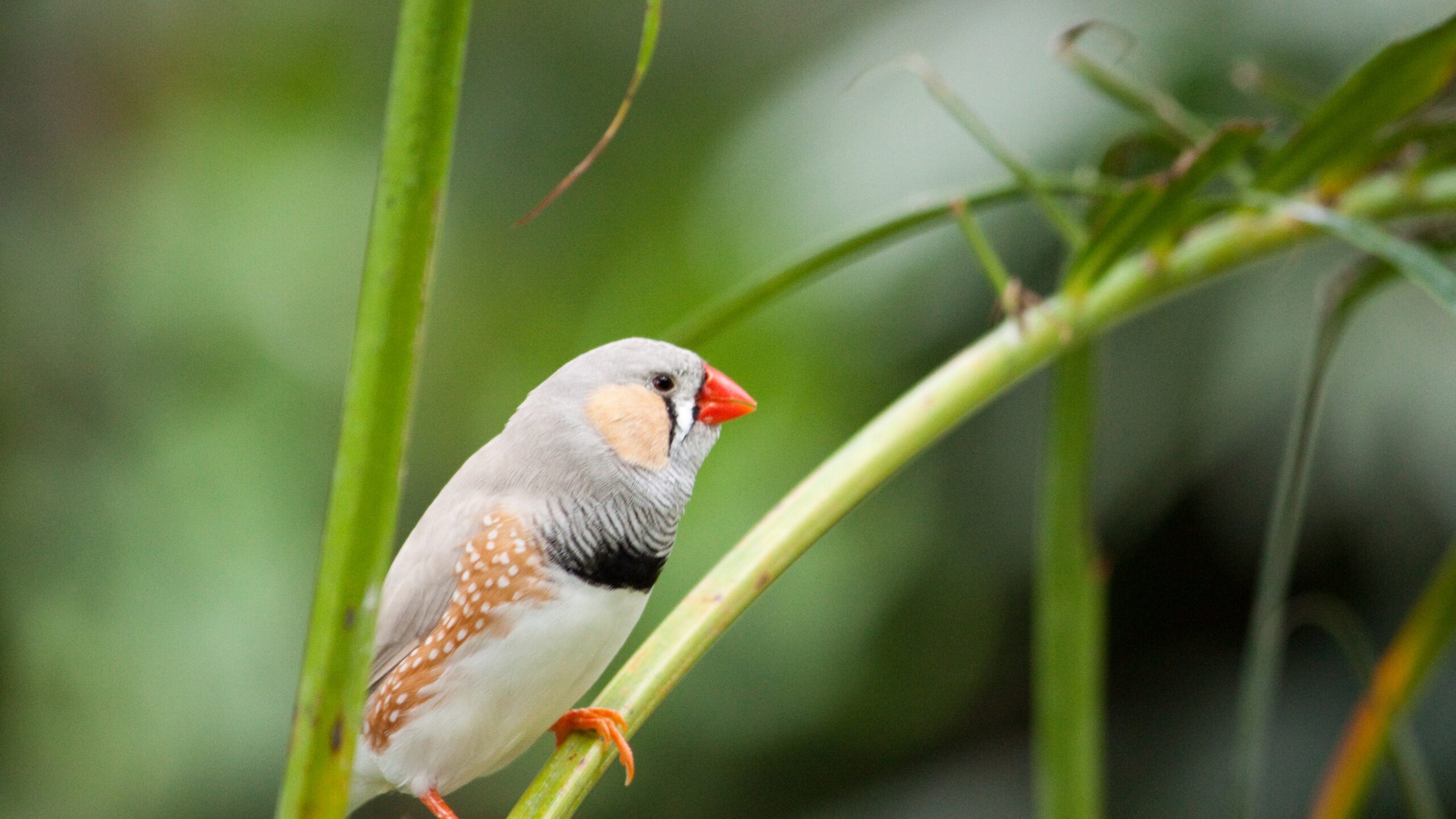 Wallpapers zebra finch, bird, 4k, Animals