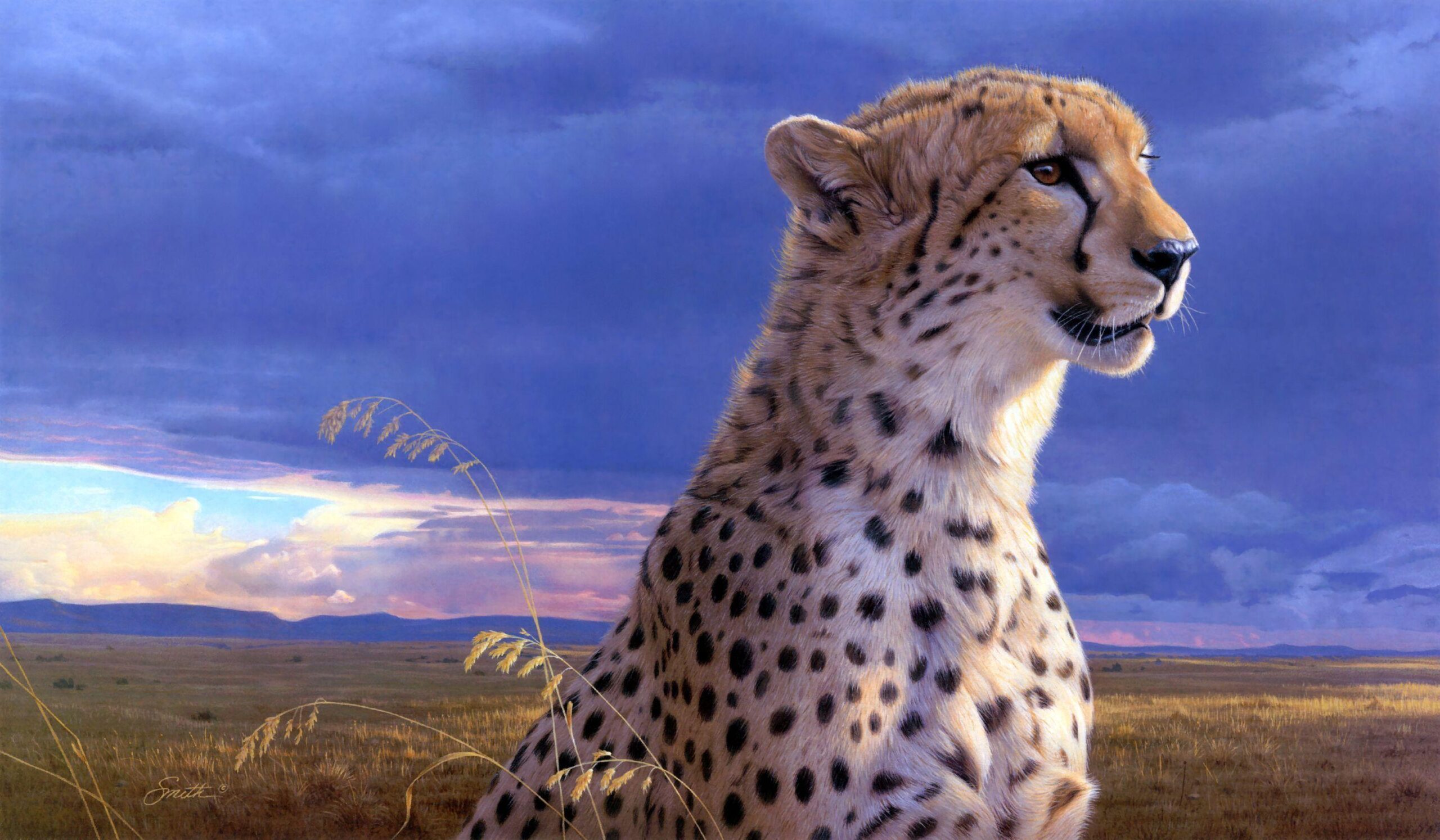 226 Cheetah Wallpapers