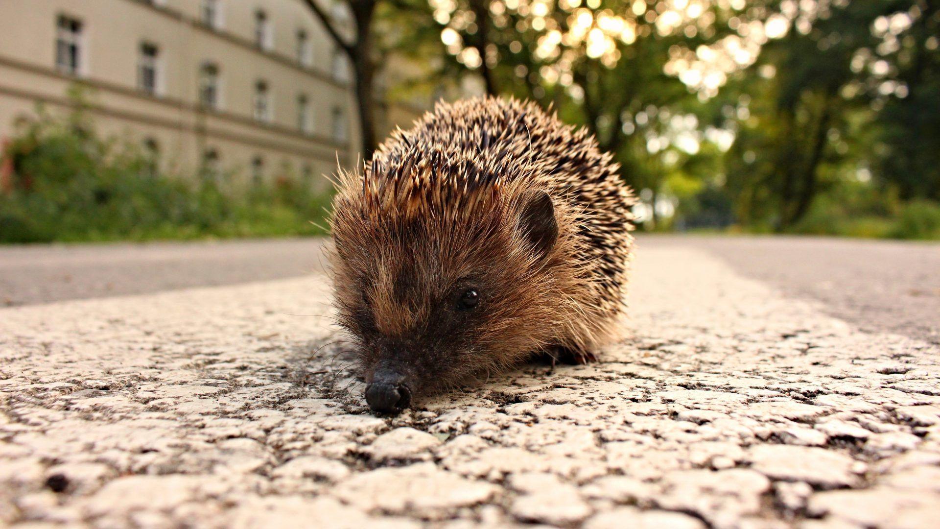 Hedgehogs Tag wallpapers: Animals Hedgehogs Ocean Wallpapers