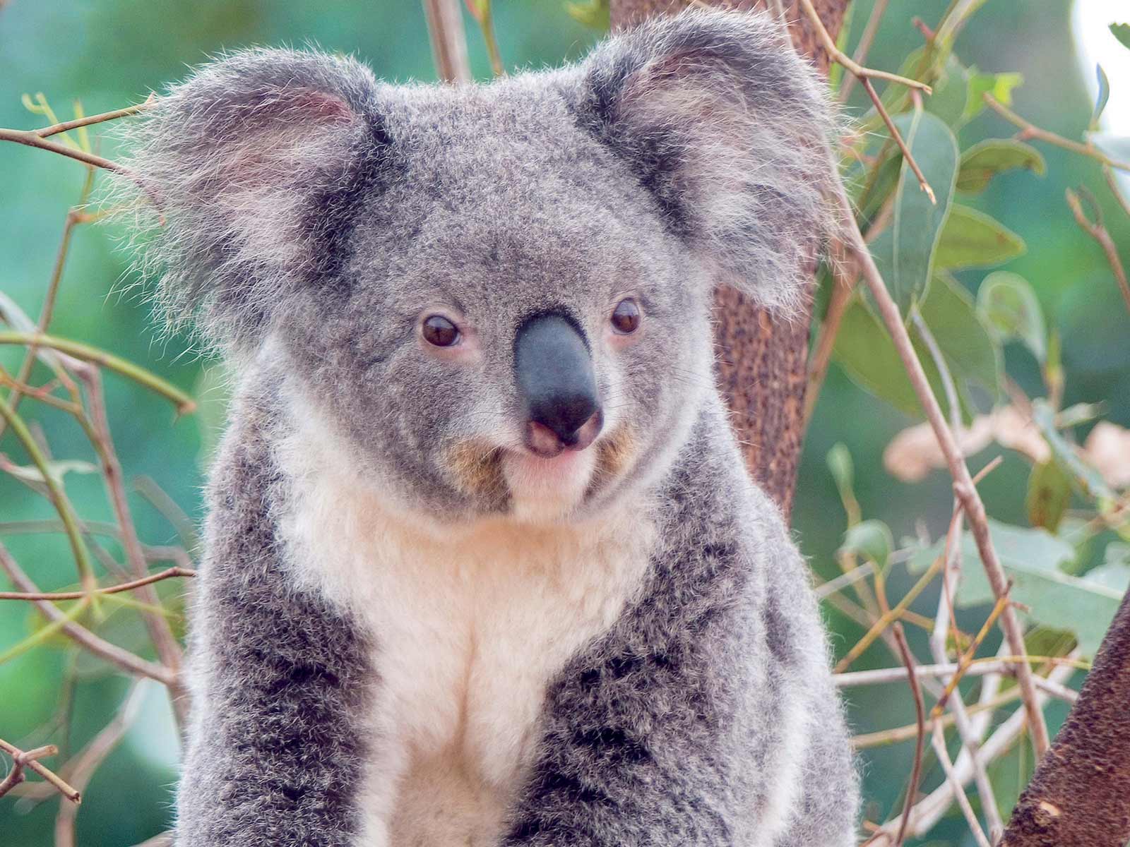 Wallpapers For > Koala Wallpapers Windows 7