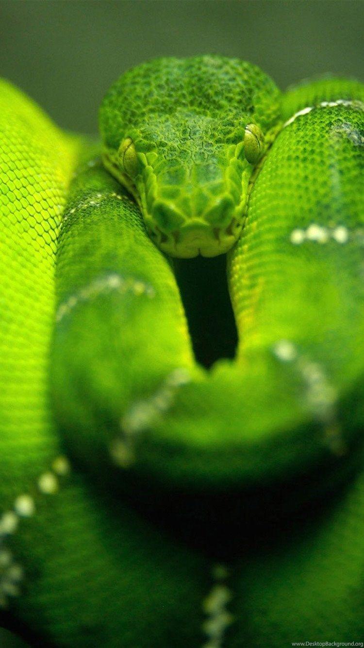 Green Anaconda iPhone 6 Wallpapers, iPhone 6 Backgrounds And Themes