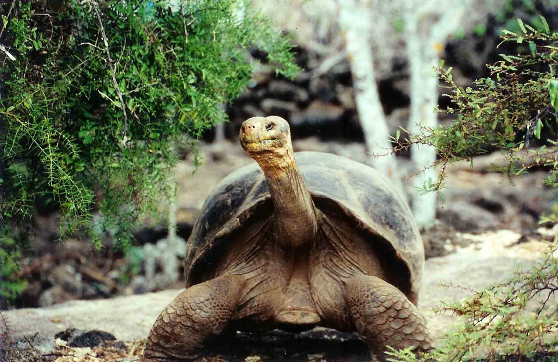 Galapagos Giant Tortoise Latest HD Wallpapers Free Download