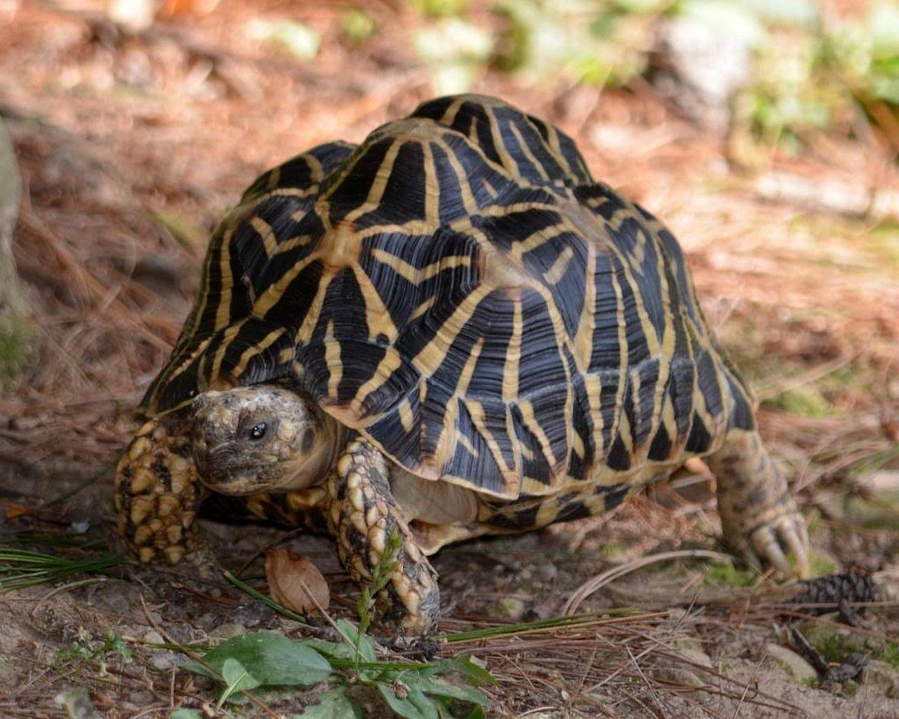 3 Indian Star Tortoise HD Wallpapers