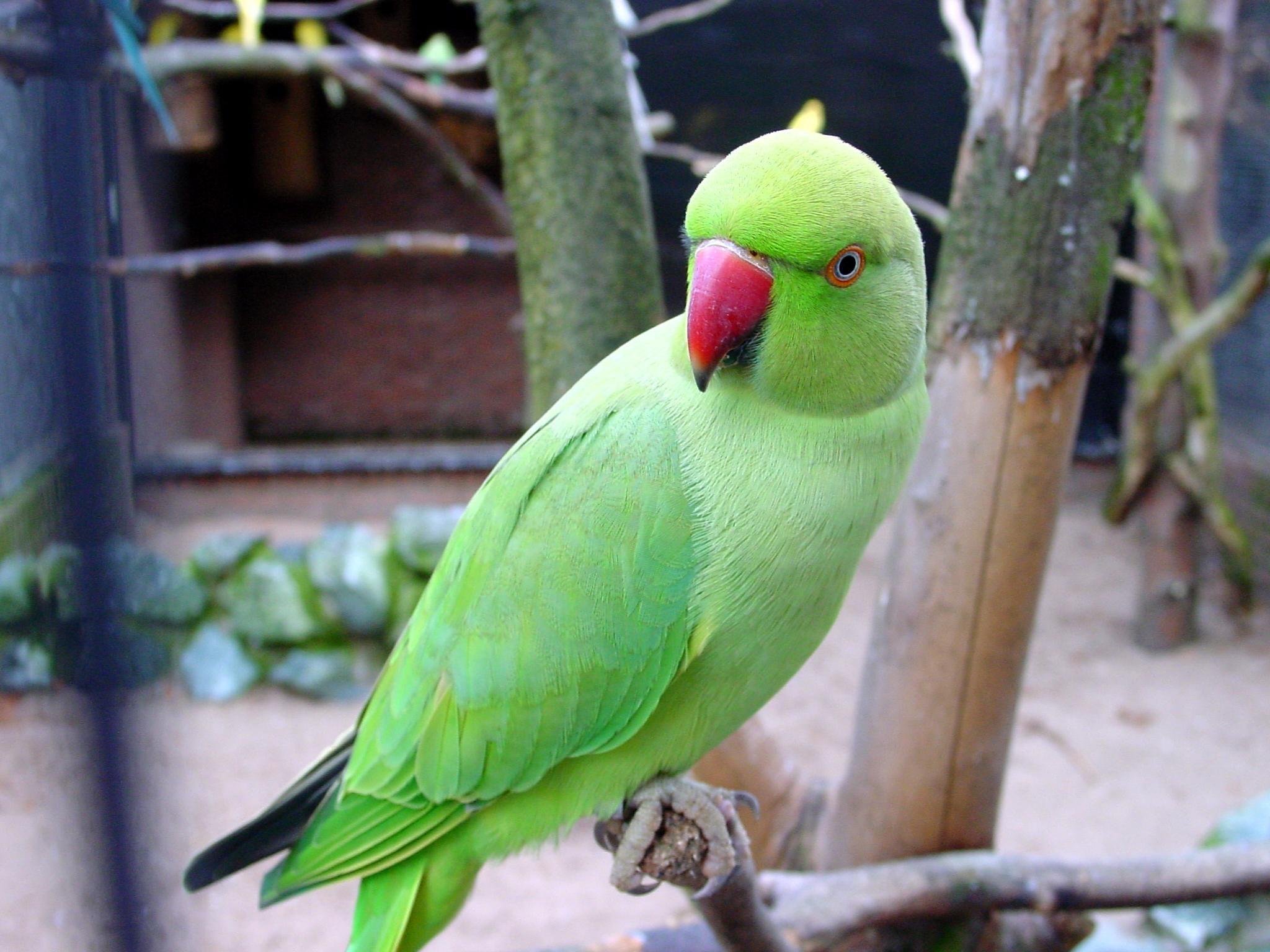 Green Parrots Wallpapers