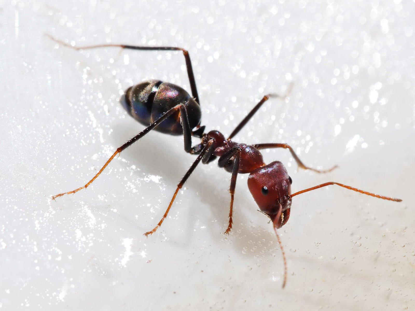 Ant Wallpapers and Backgrounds Image