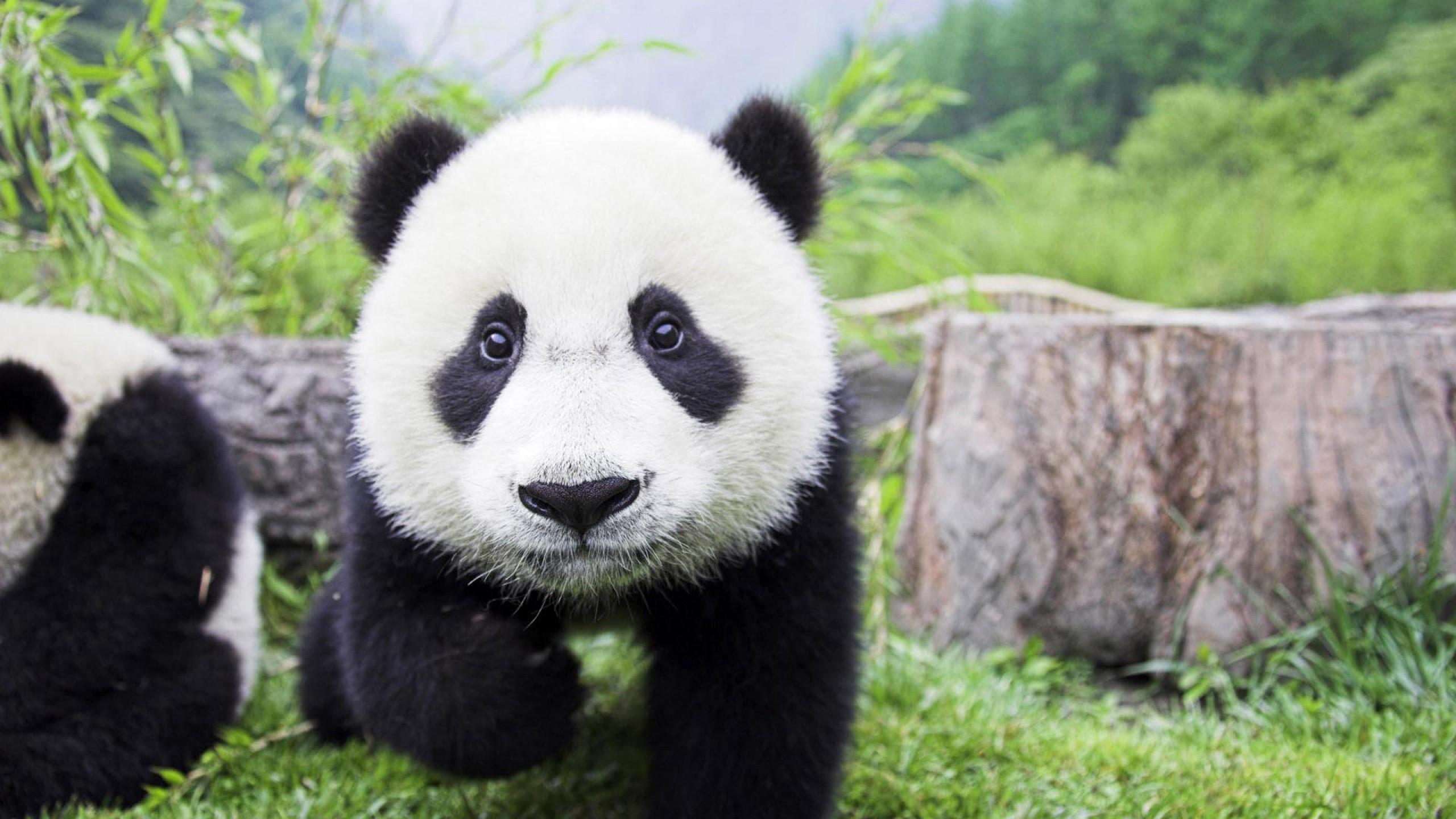 Baby Panda Bear Wallpapers