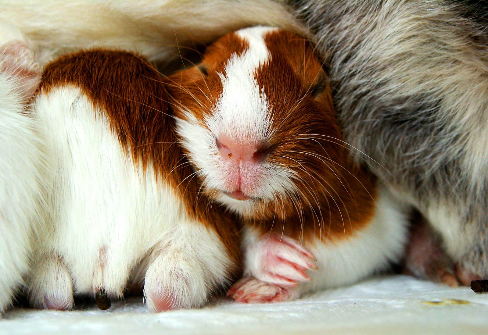 Guinea Pig Wallpapers