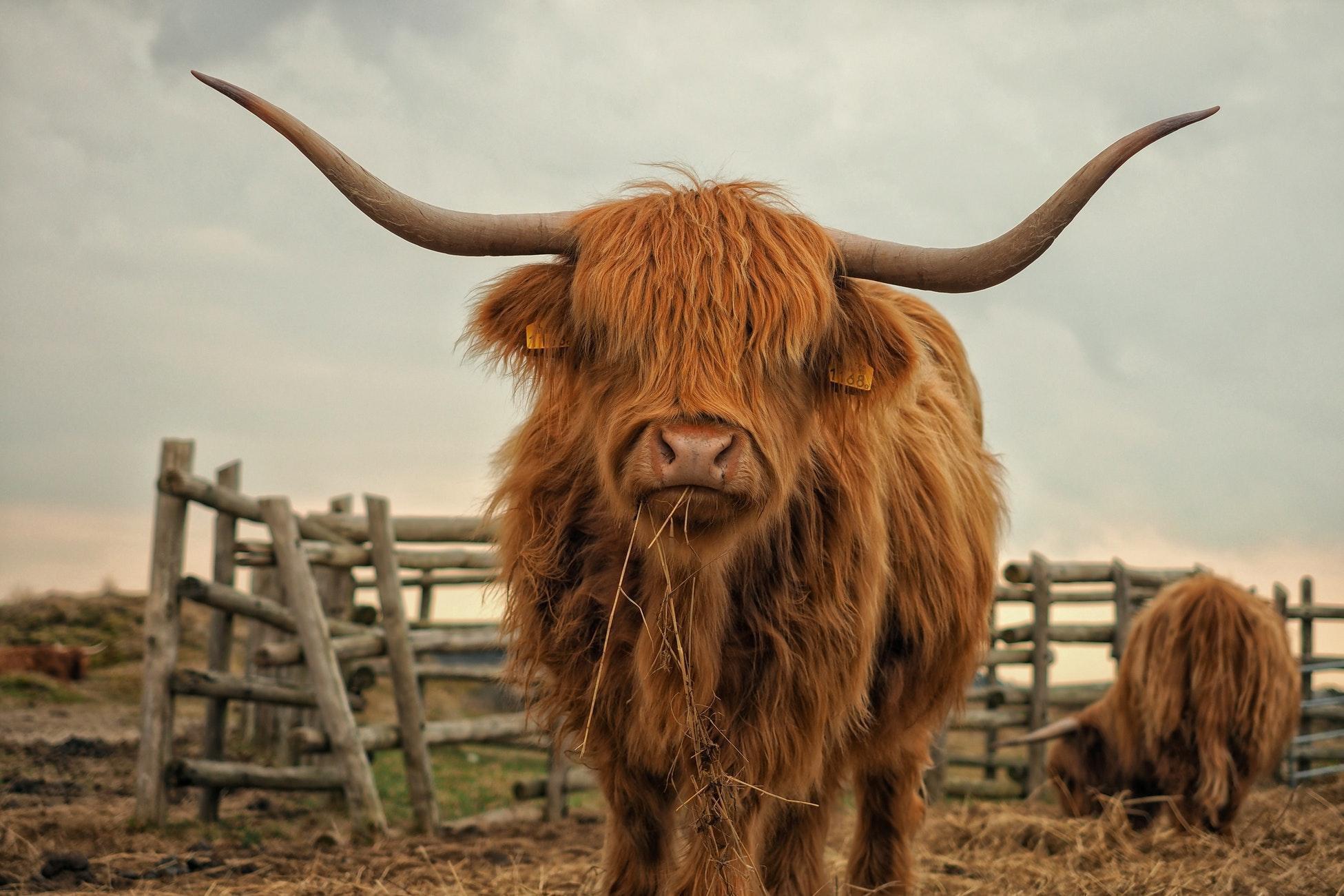 60+ Texas Longhorn Cattle Wallpapers