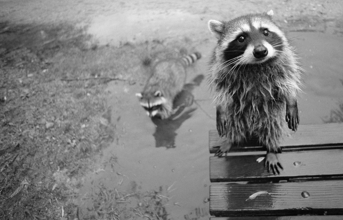 Urban Ecosystems: Why there’s probably a raccoon living on your