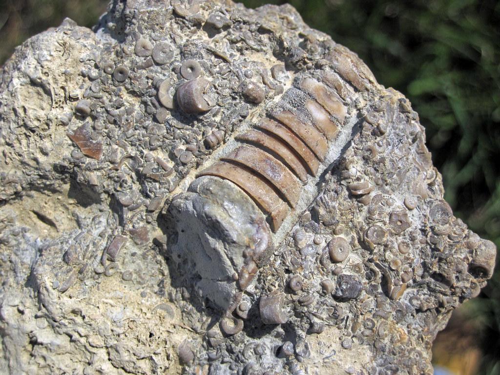 Nautiloid & crinoid columnals in limestone