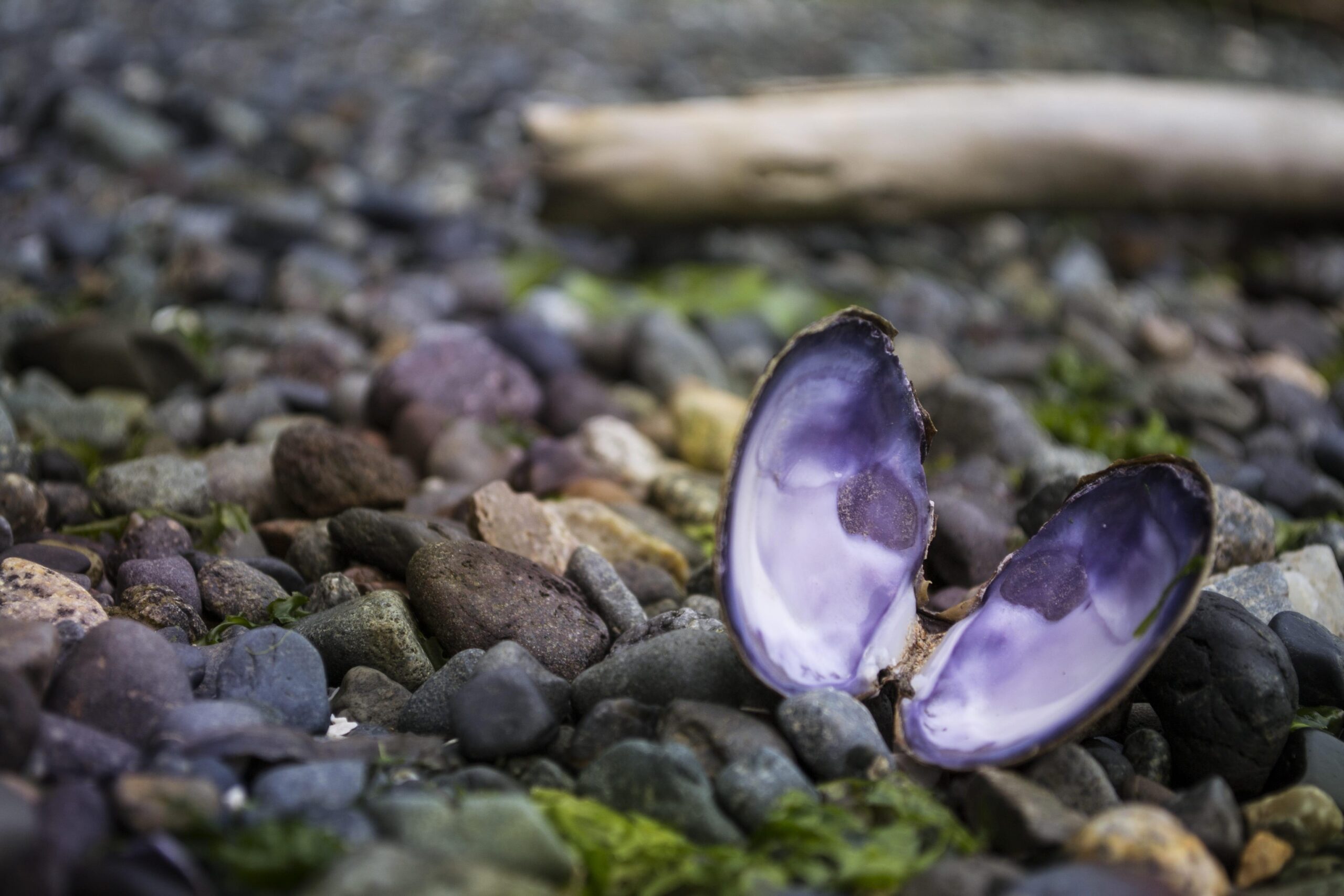 Pacific Oyster 1080P, 2K, 4K, 5K HD wallpapers free download