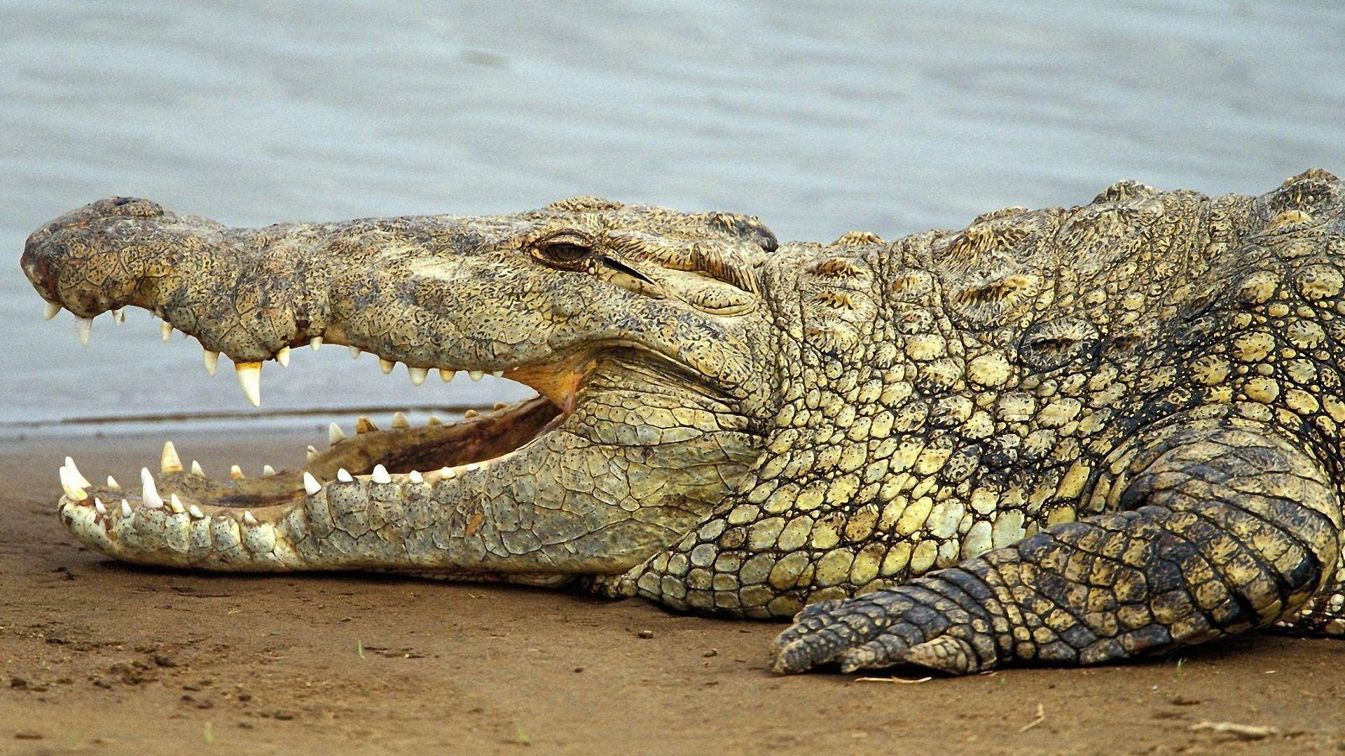 29 Recent Crocodile Pictures