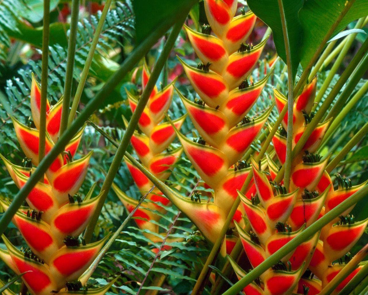 Flowers: Heliconias St Lucia Full Green Orange Fern Flower HD