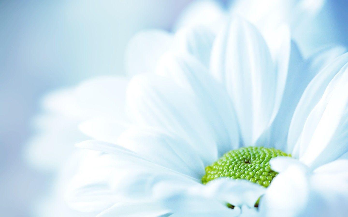 Wallpapers For > White Daisy Wallpapers