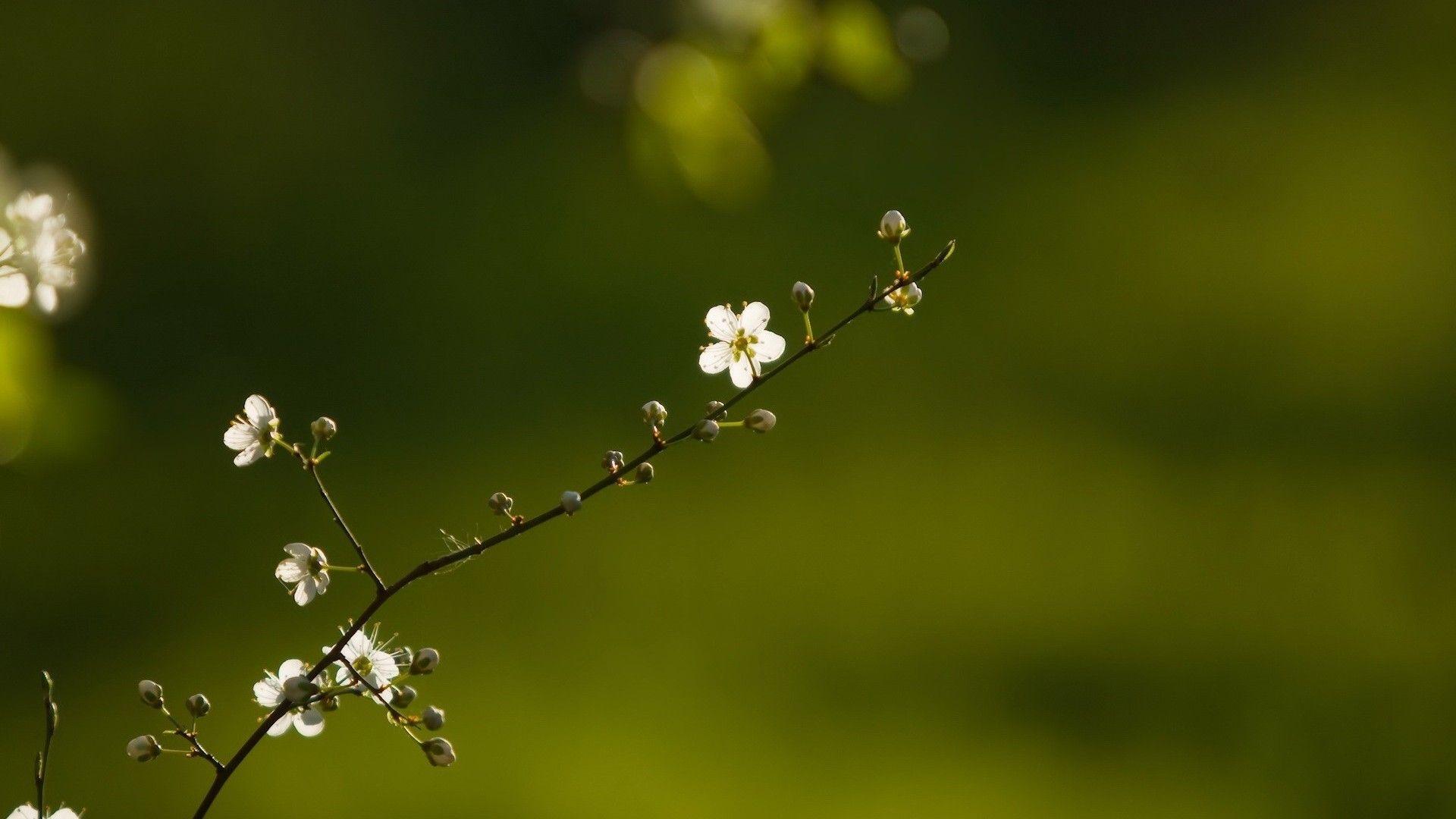 Beautiful Branch Of Flower tree hd wallpapers