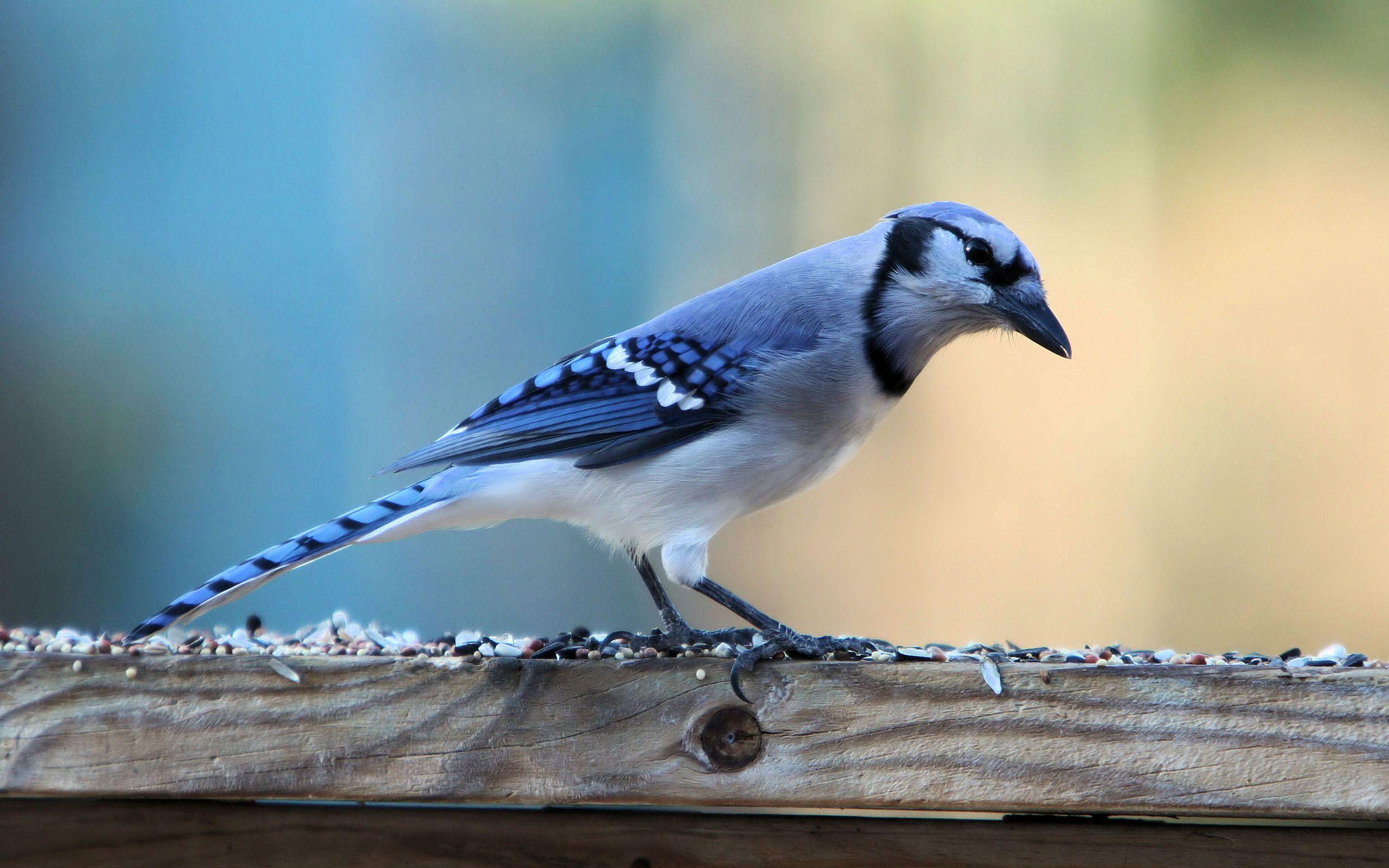 Download Cute Blue Jay Bird Wide Wallpapers