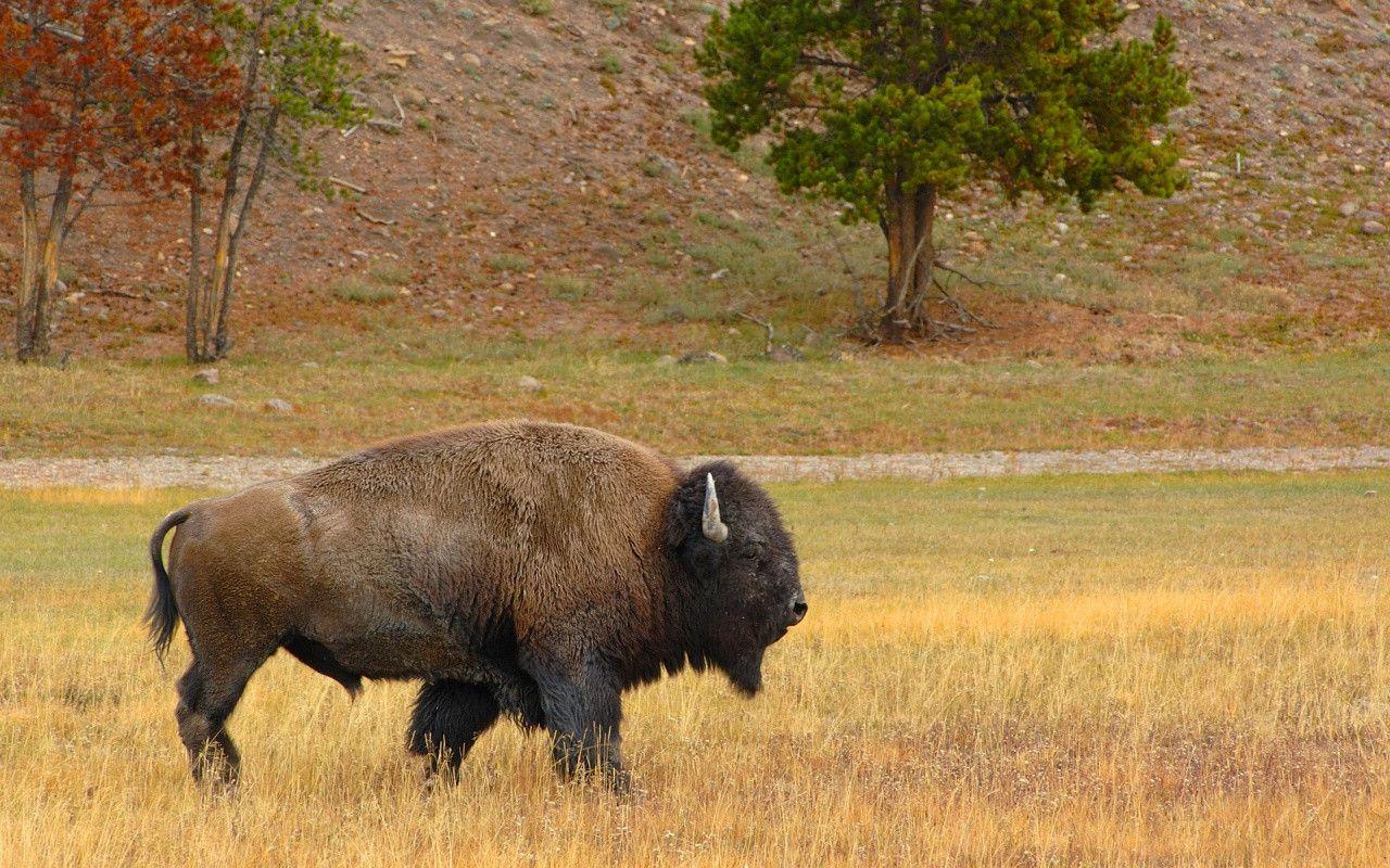 HD Wallpapers: » Animals » Bison In The Field HD Free