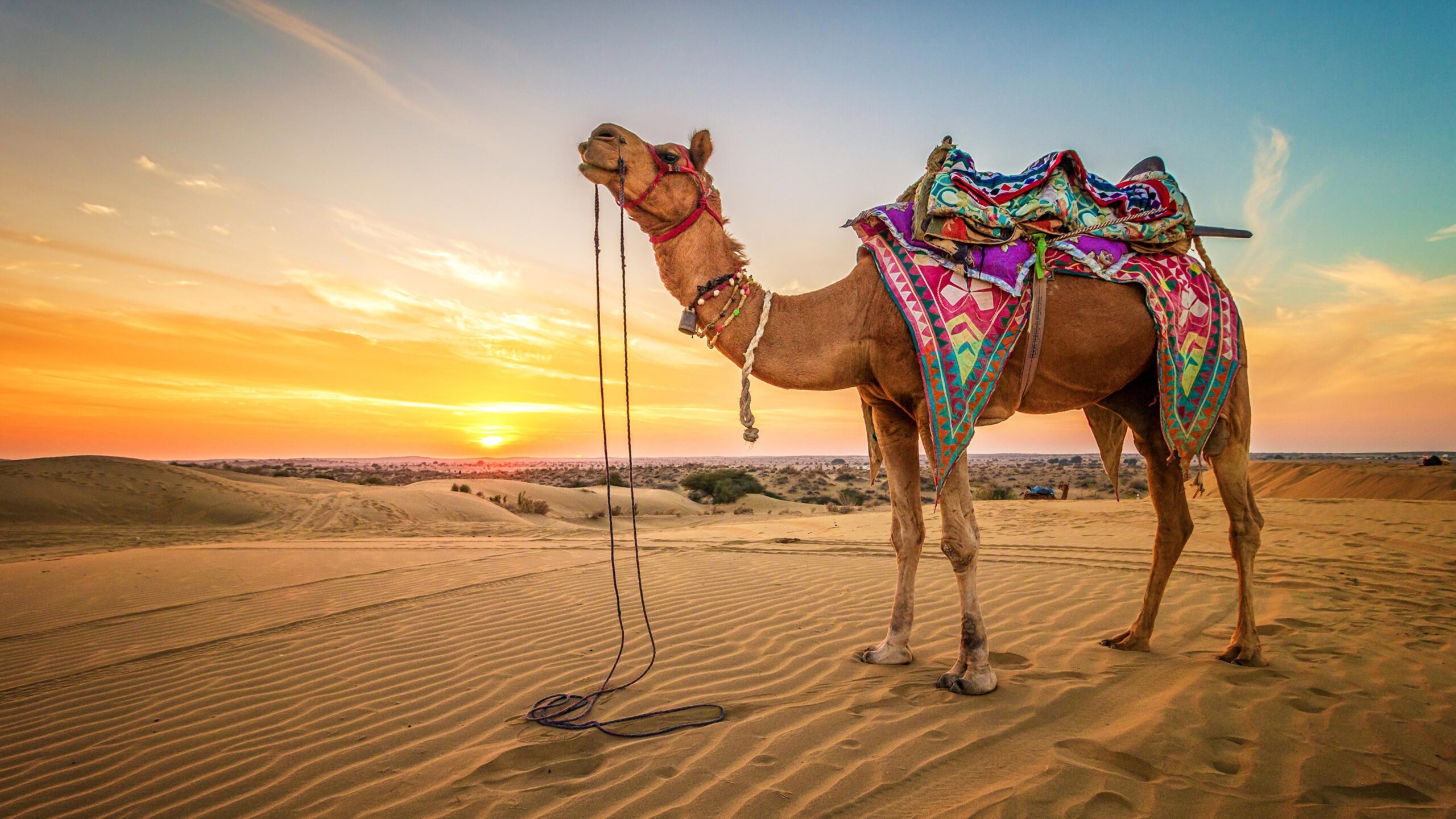 Desktop Wallpapers Camels Desert Sand sunrise and sunset