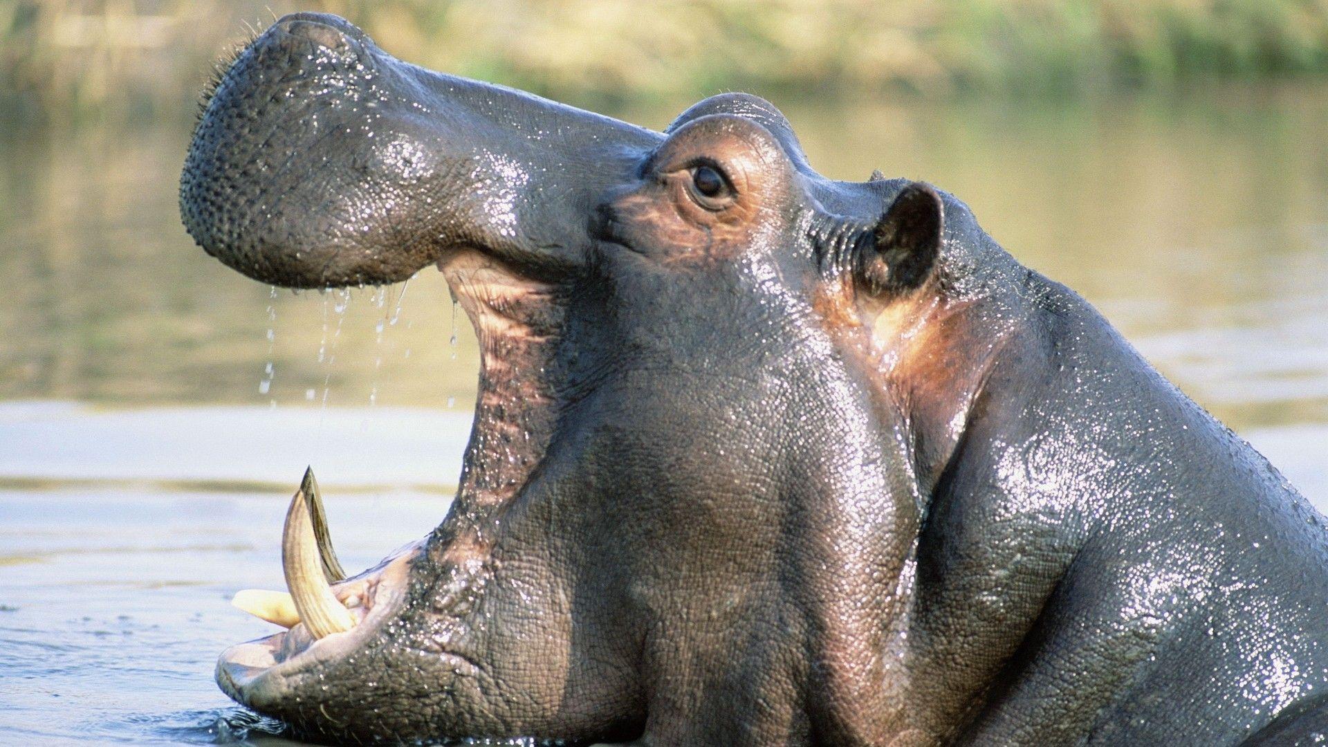 Hippopotamus Wallpapers