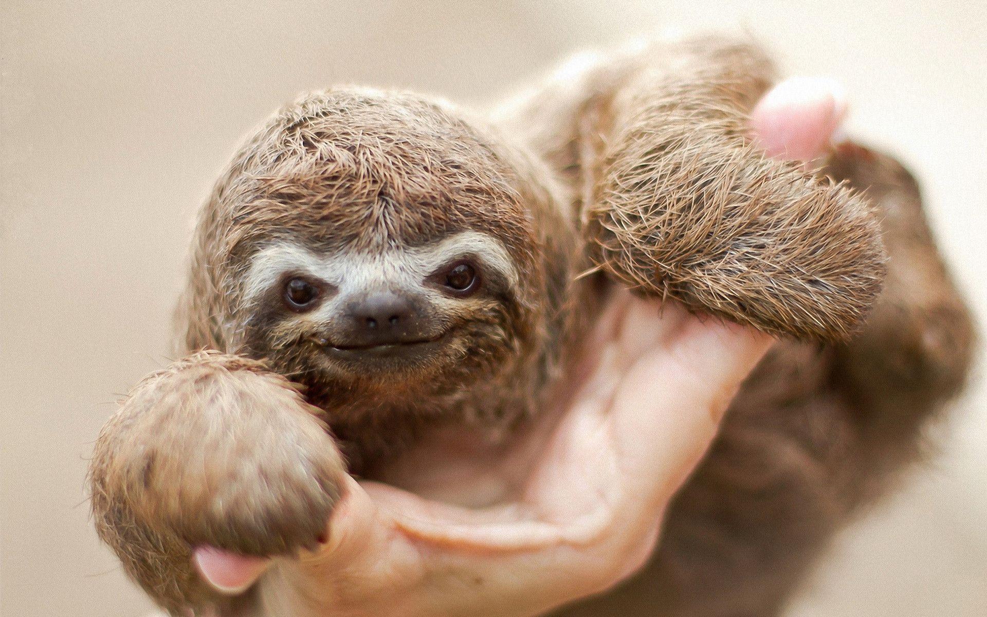 5 Sloth Wallpapers