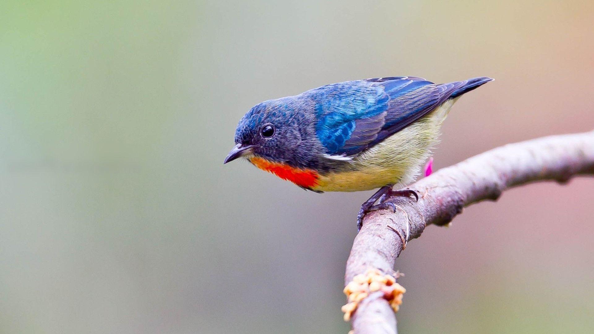 western bluebird wallpapers