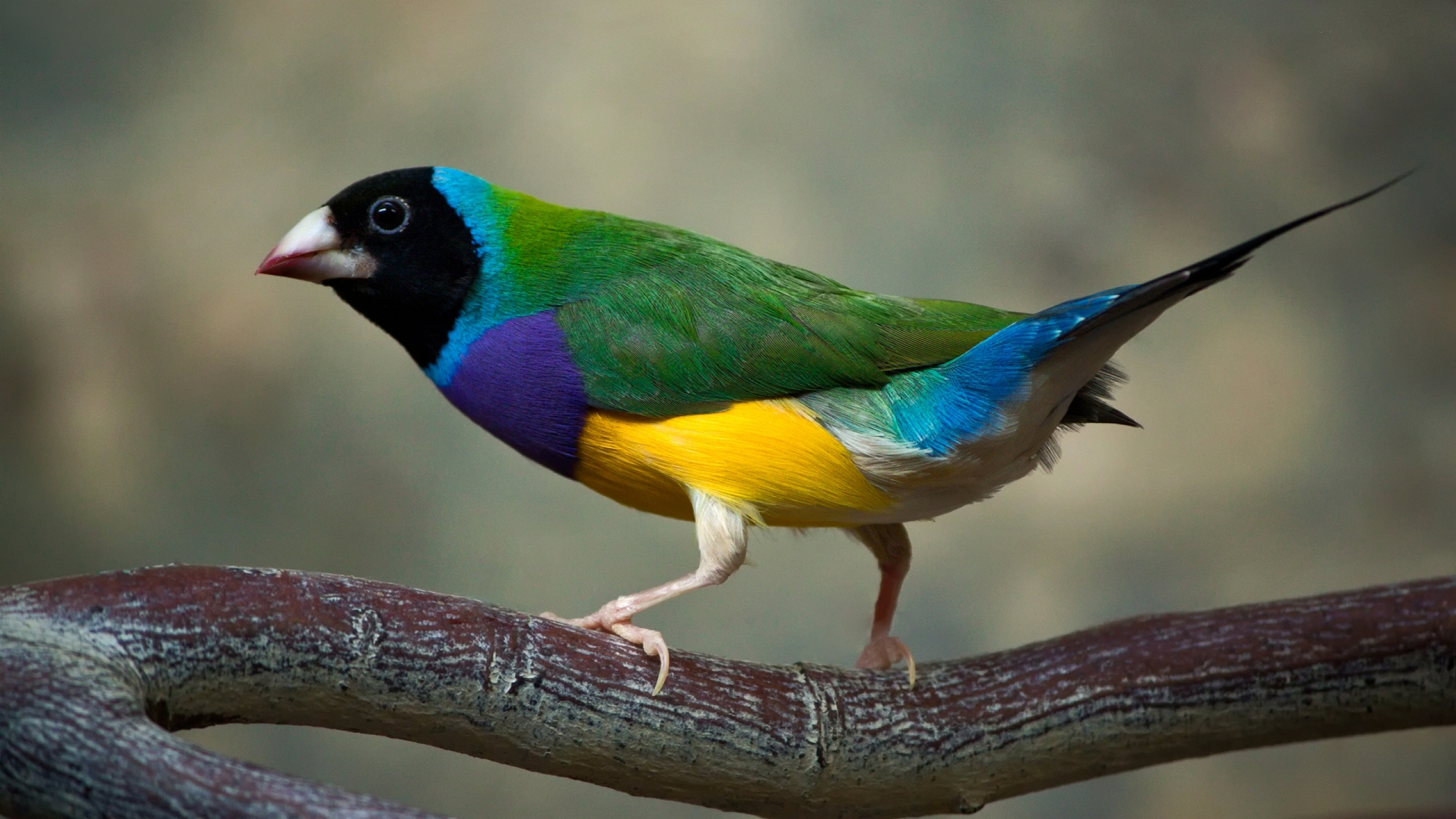 6 Gouldian Finch HD Wallpapers