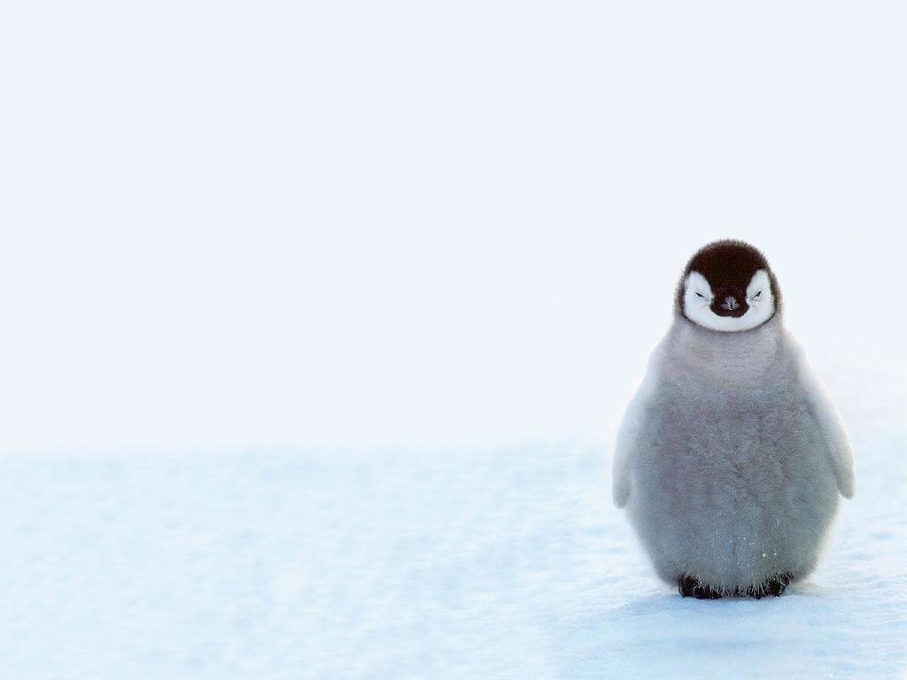 Penguin Wallpapers Group with 68 items