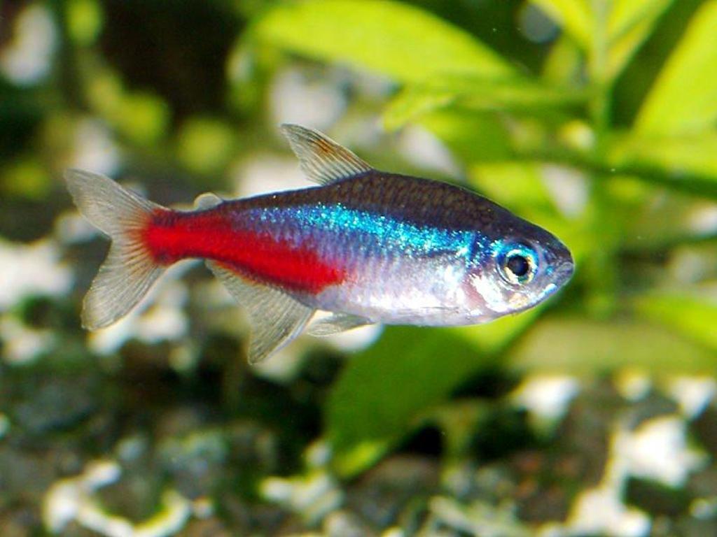 Neon Tetra