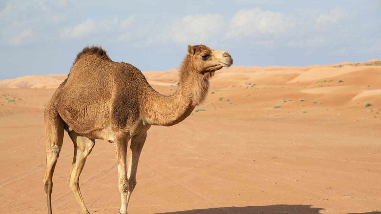 Camel Wallpapers, Image, Photos, Pictures & Pics