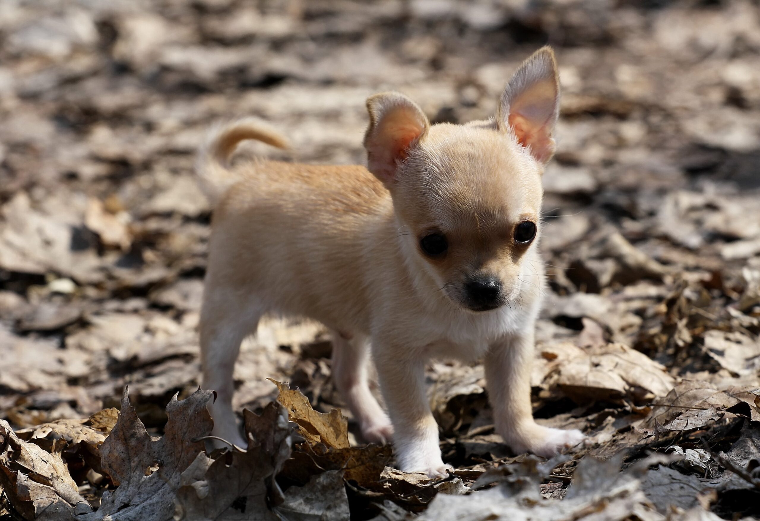 Chihuahua puppy on leaves wallpapers and image