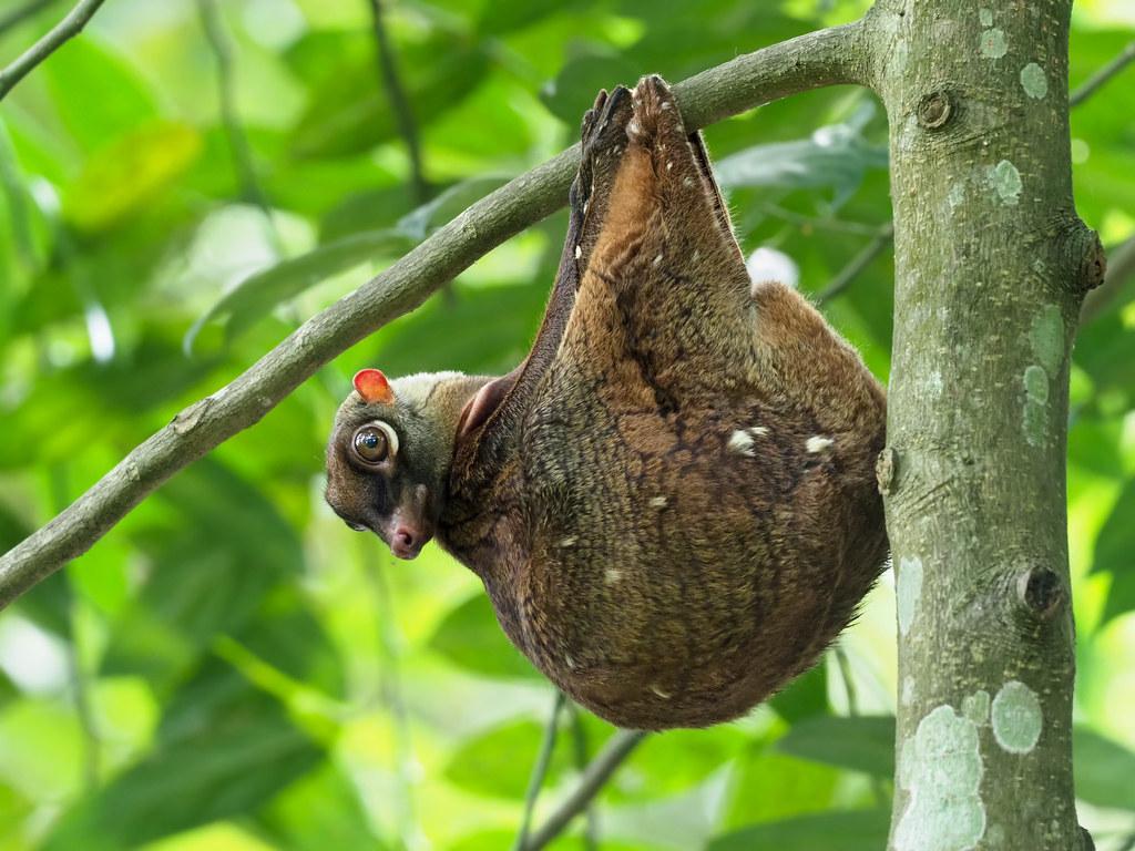 Sunda Flying Lemur or Colugo