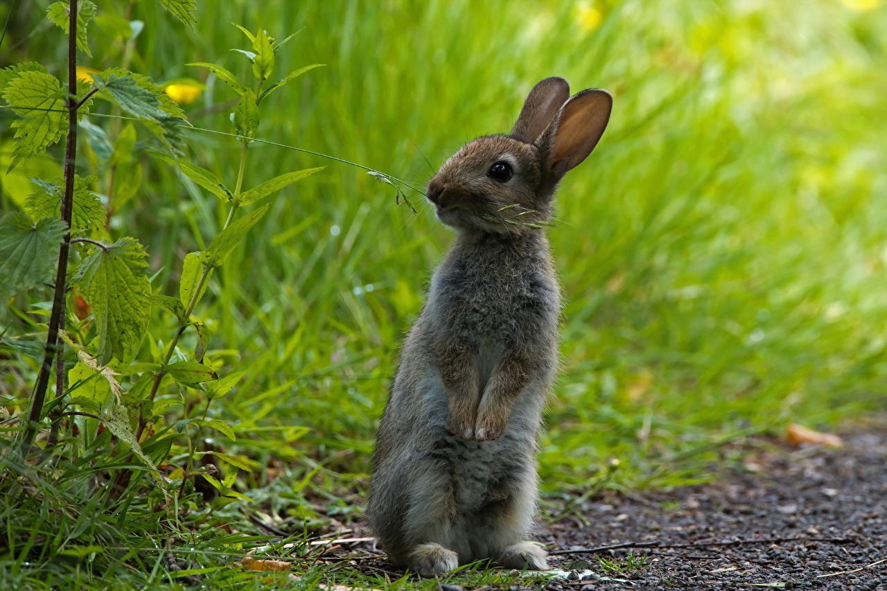 Desktop Wallpapers Hares Rodents Grass Animals