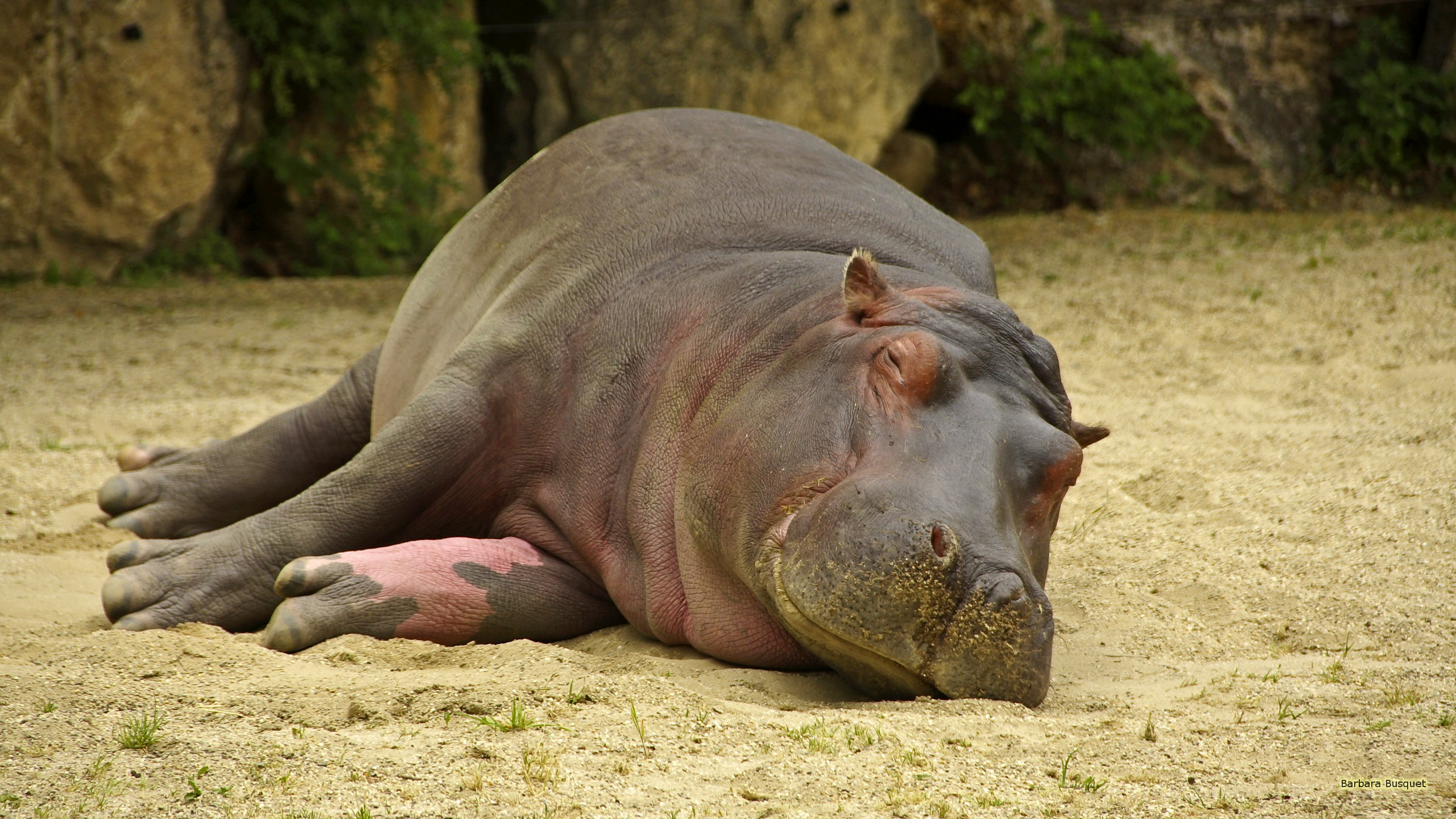 59+ Hippopotamus Wallpapers