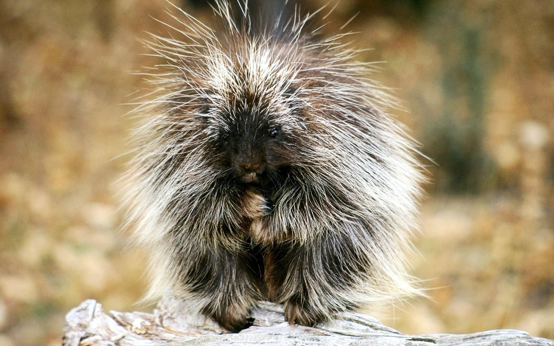 6 Porcupine HD Wallpapers