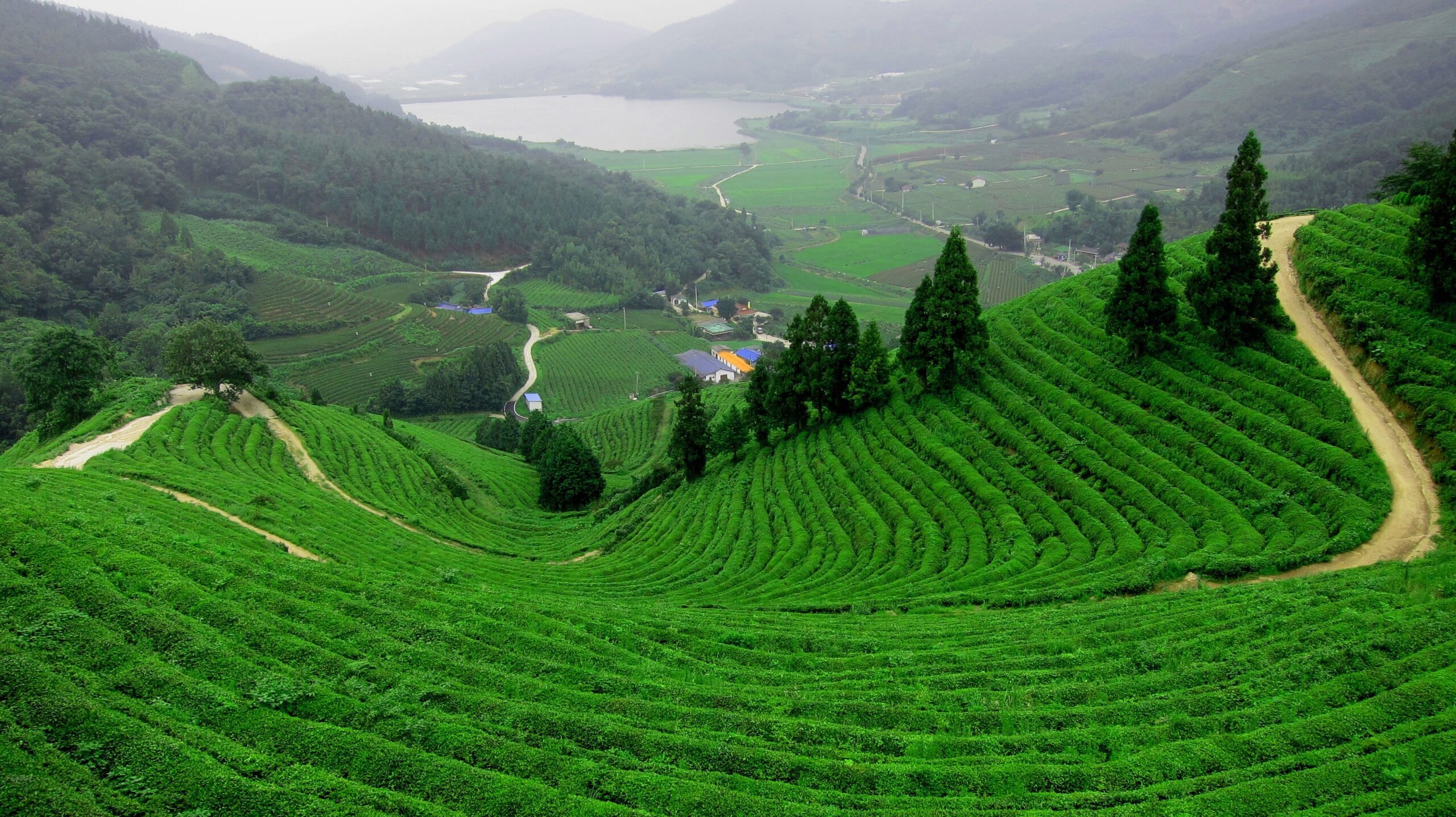 Boseong green tea field