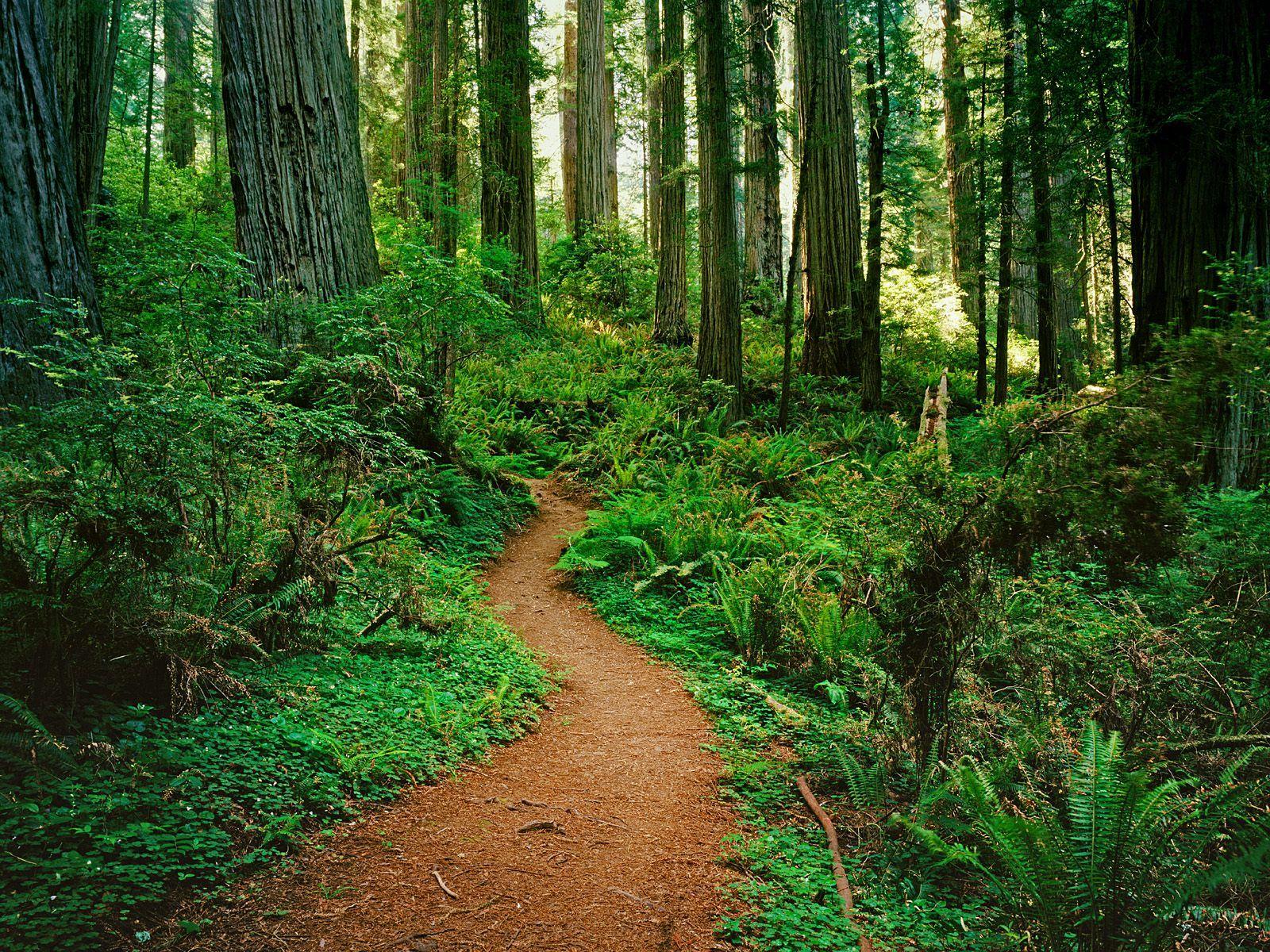 Redwood National Park Desktop Wallpapers, Redwood National Park