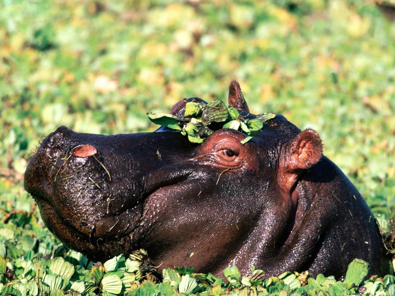 free Hippopotamus