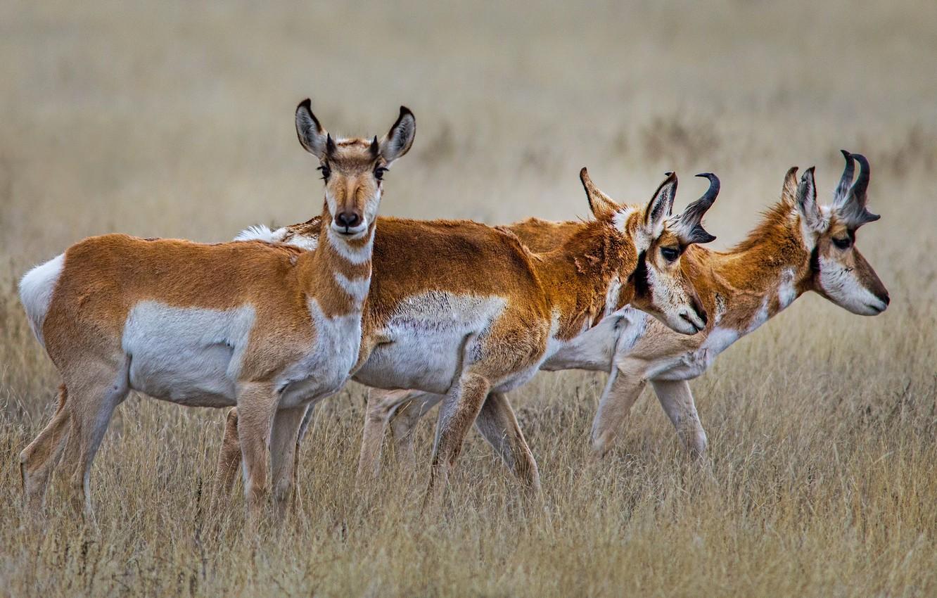 Wallpapers grass, horns, the herd, antelope, pronghorn image