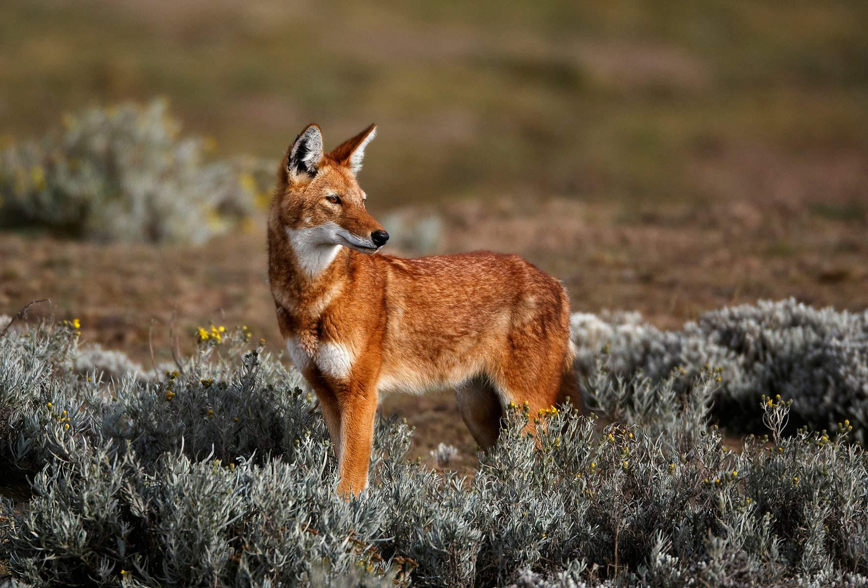 Ethiopian wolf, or Simien jackal. Although related to wolves